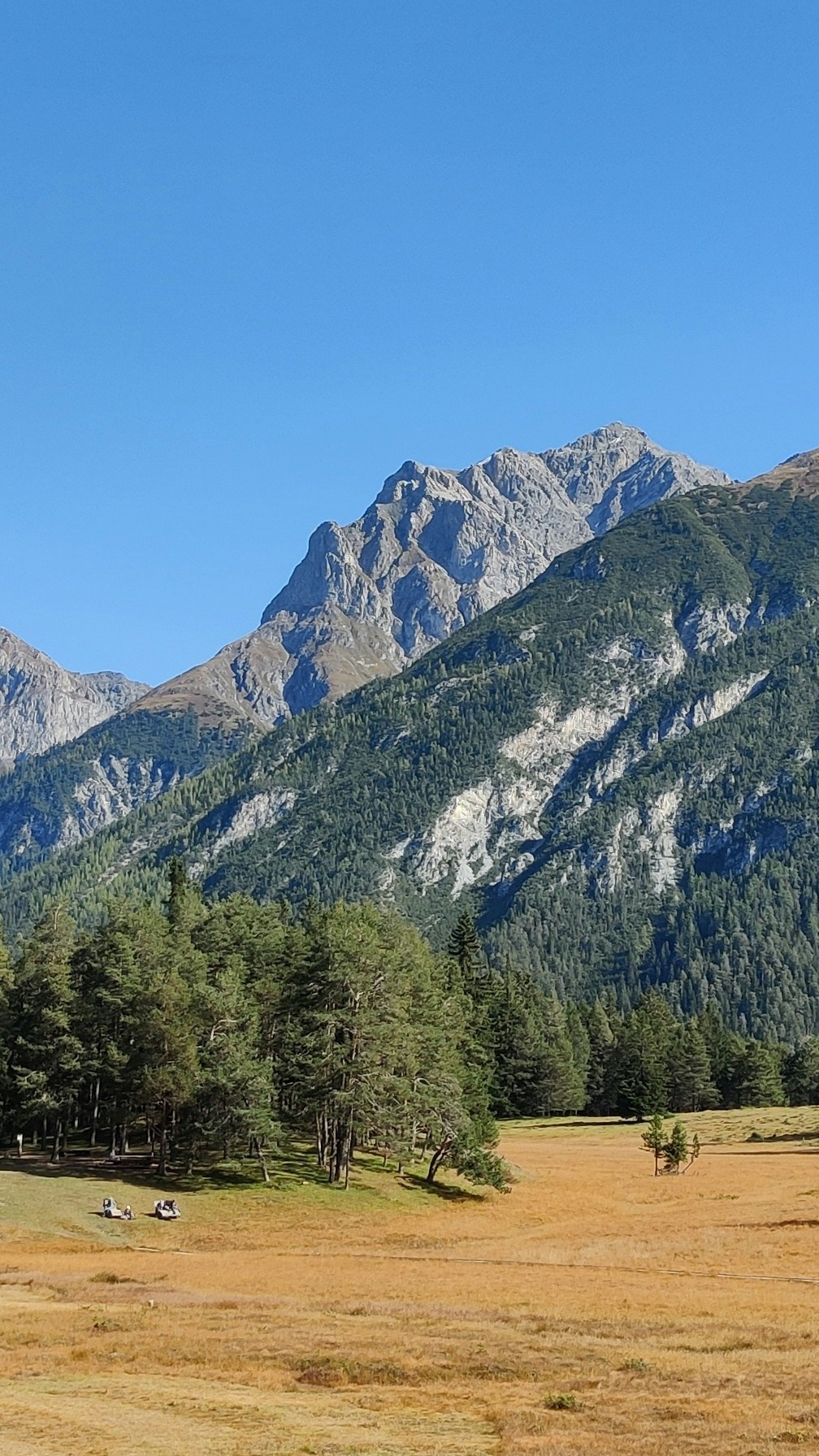 Alpine Mountain Meadow Landscape