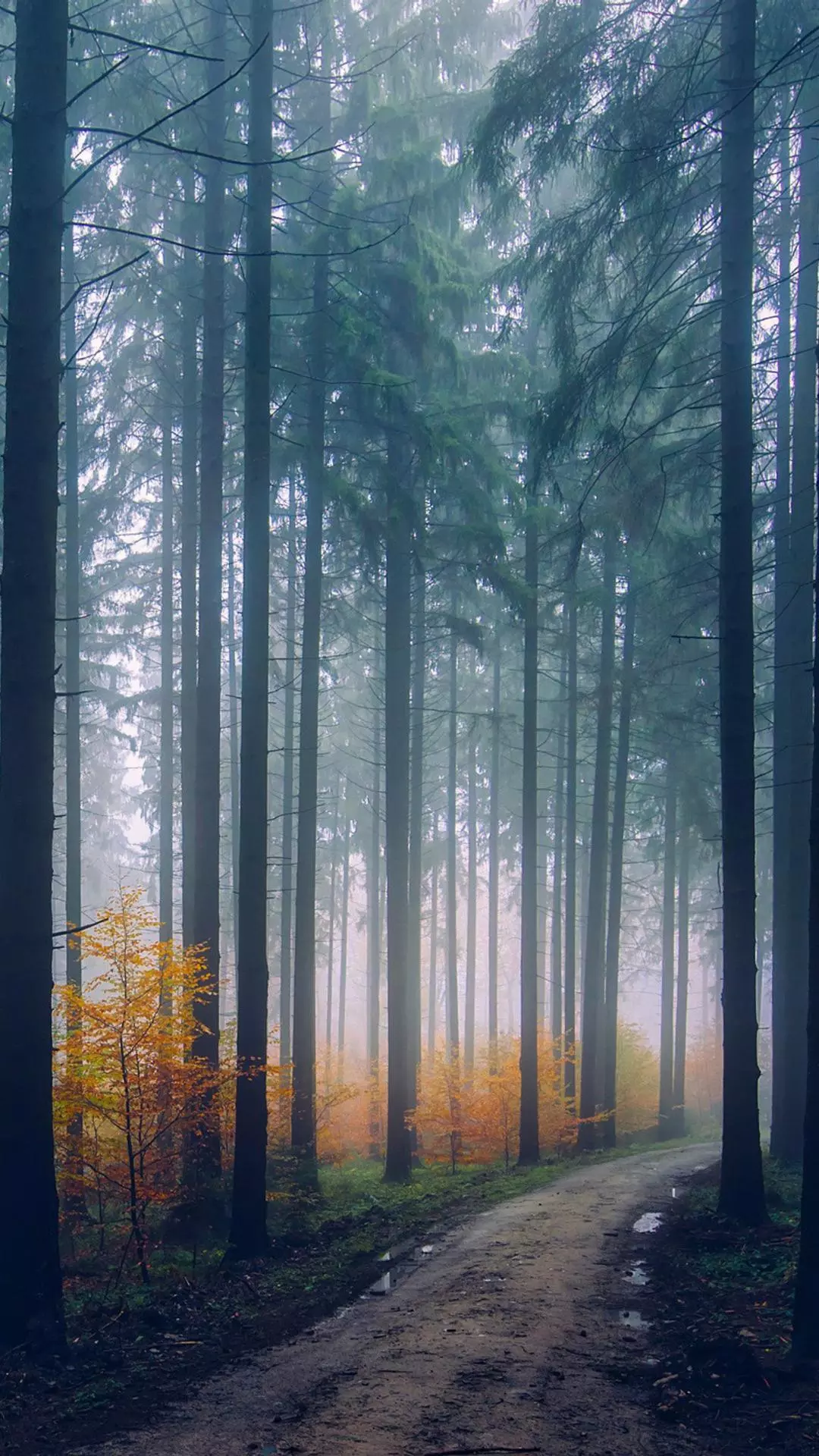 Wallpapers