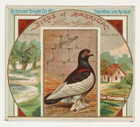 Antique Tumbler Pigeon Cigarette Card