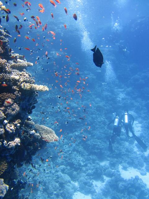 Underwater Coral Reef Diving Scene