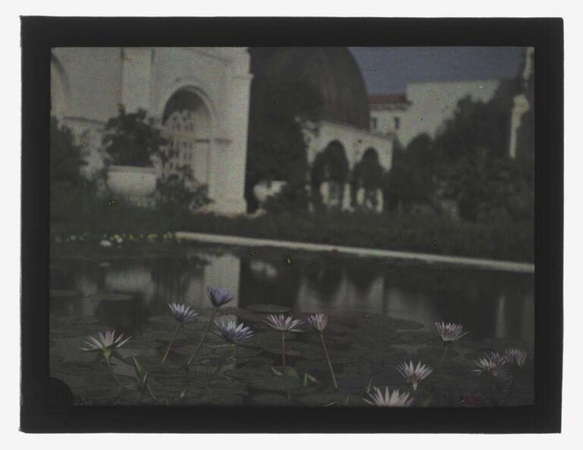 Water Lily Pond by Arched Building