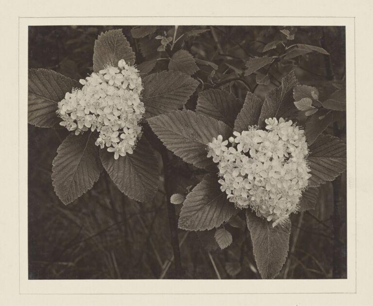 Vintage Botanical Photo of Flower Clusters