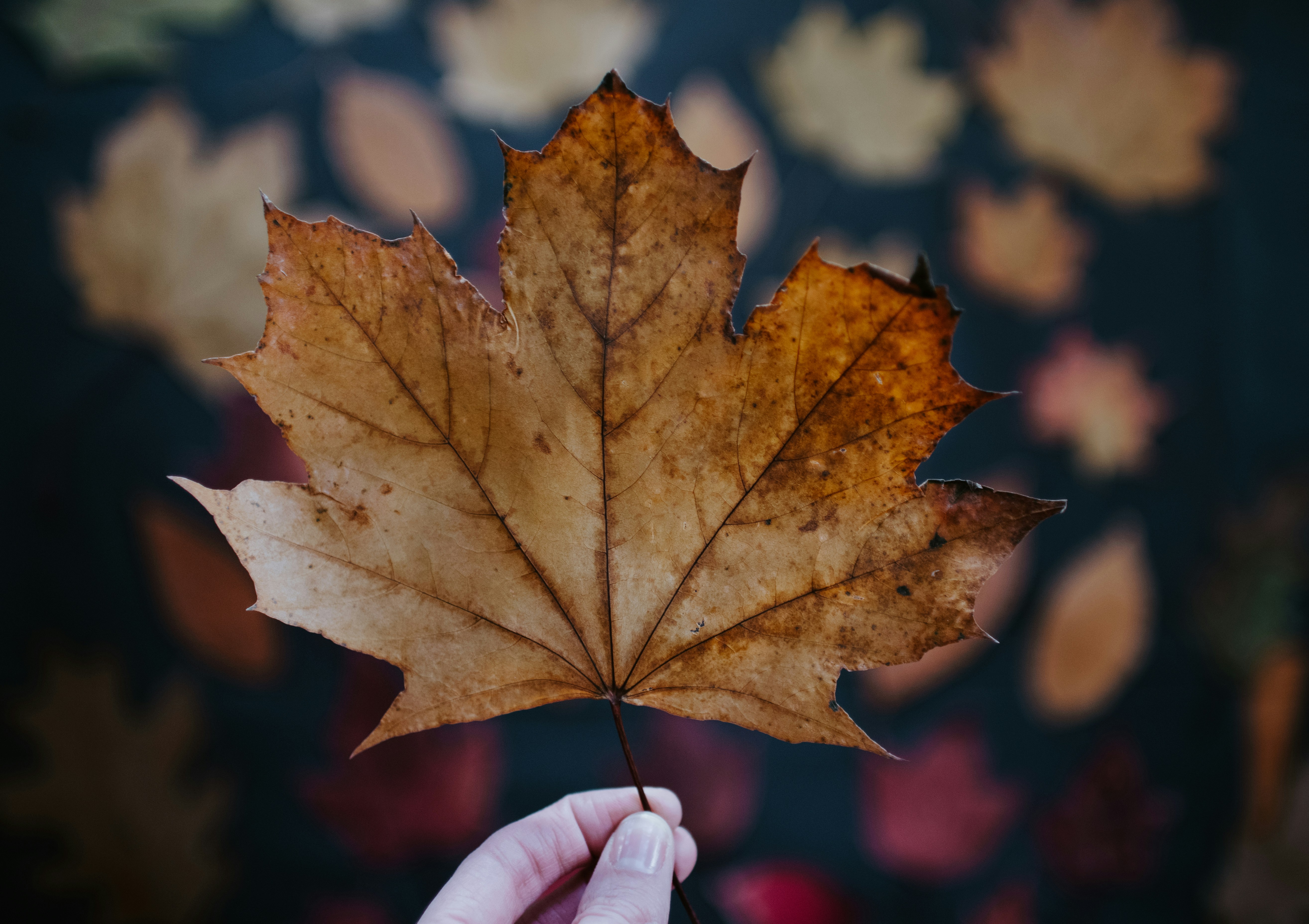 Hand Holding Dried Autumn Maple Leaf
