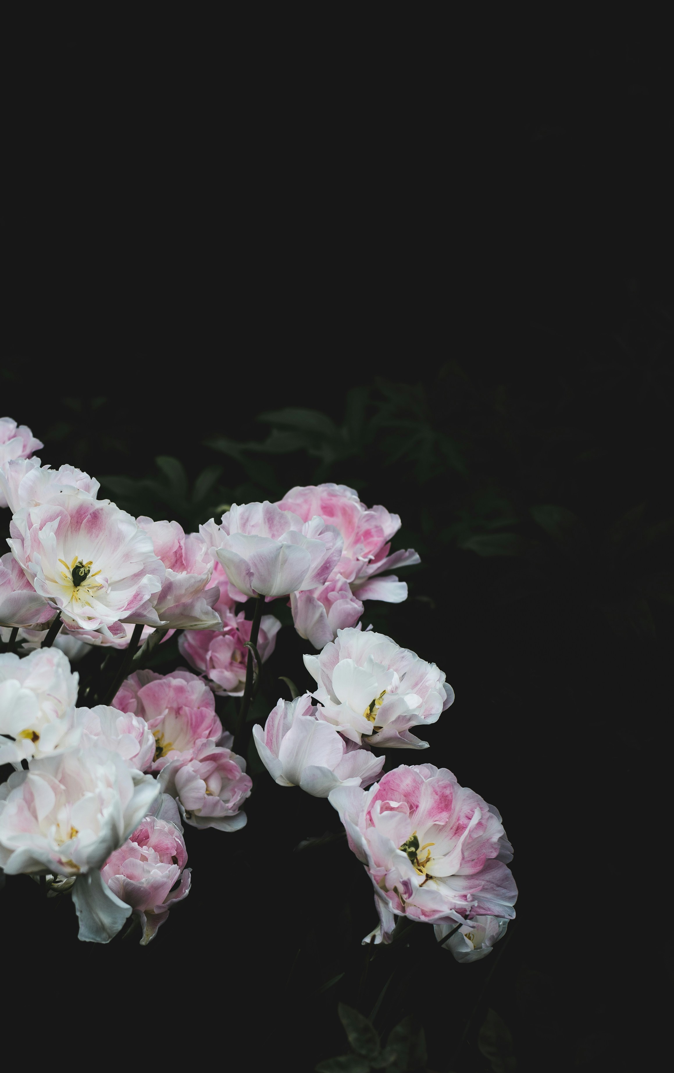 Pink and White Tulips Against Black Background