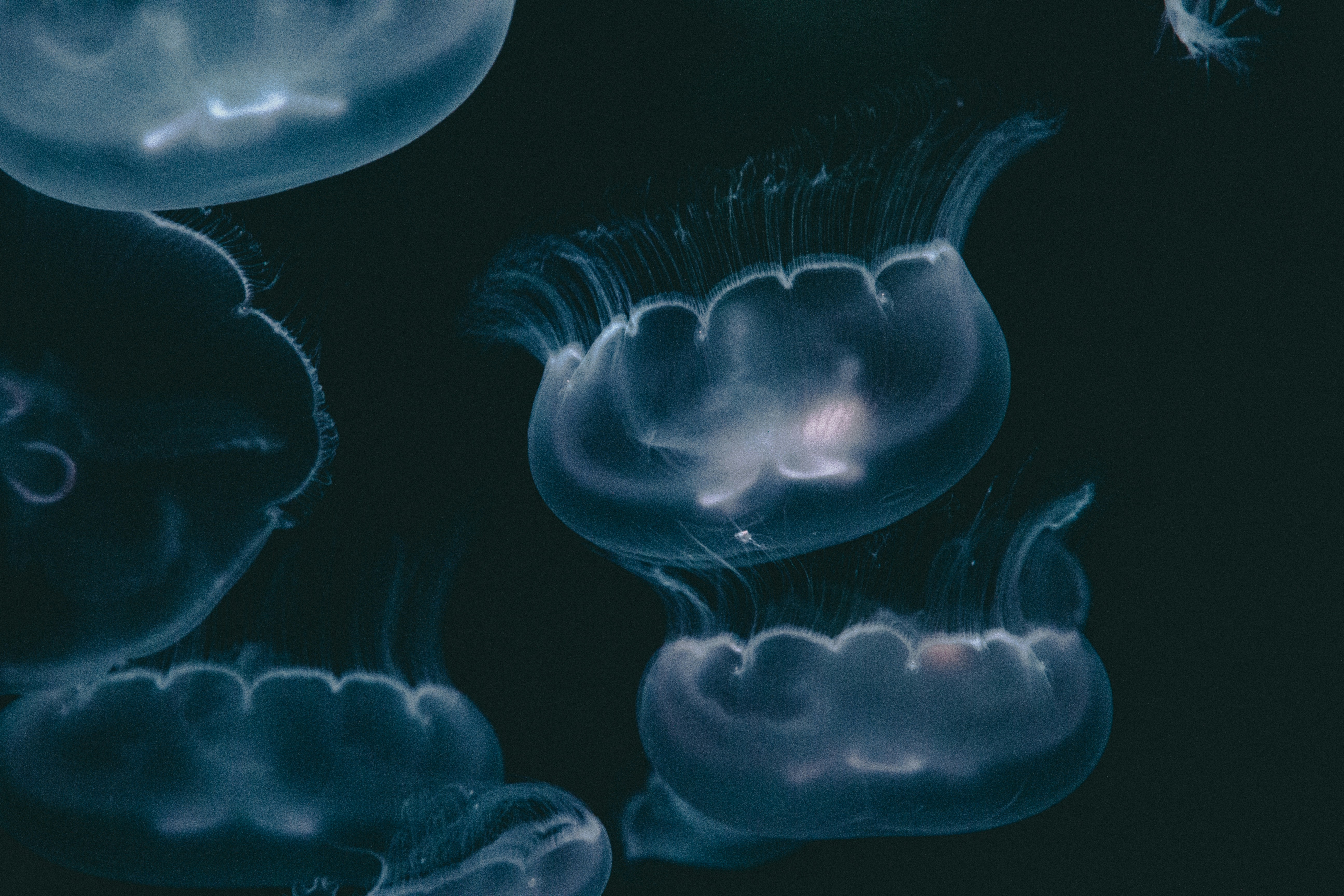 Translucent Jellyfish in Dark Water