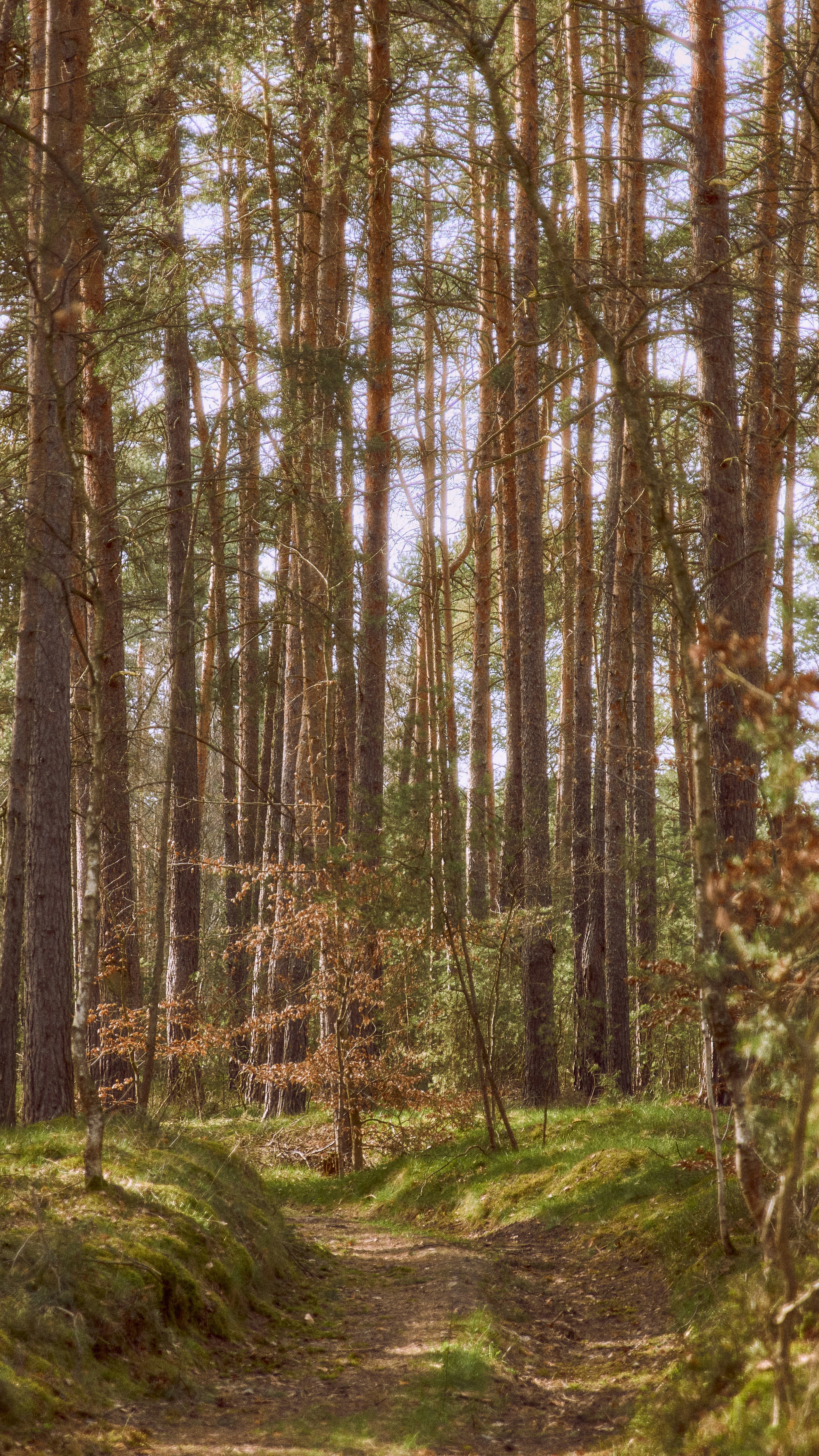 Dirt Path Through Pine Forest