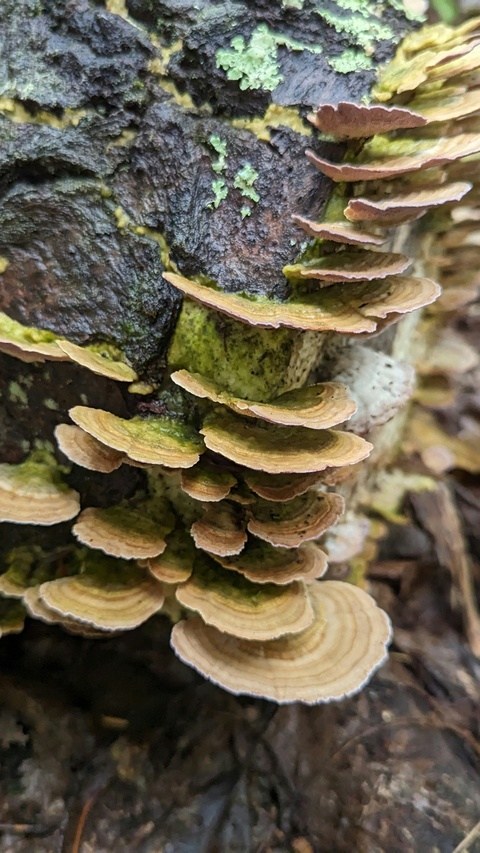 Turkey Tail Fungi on Tree Trunk