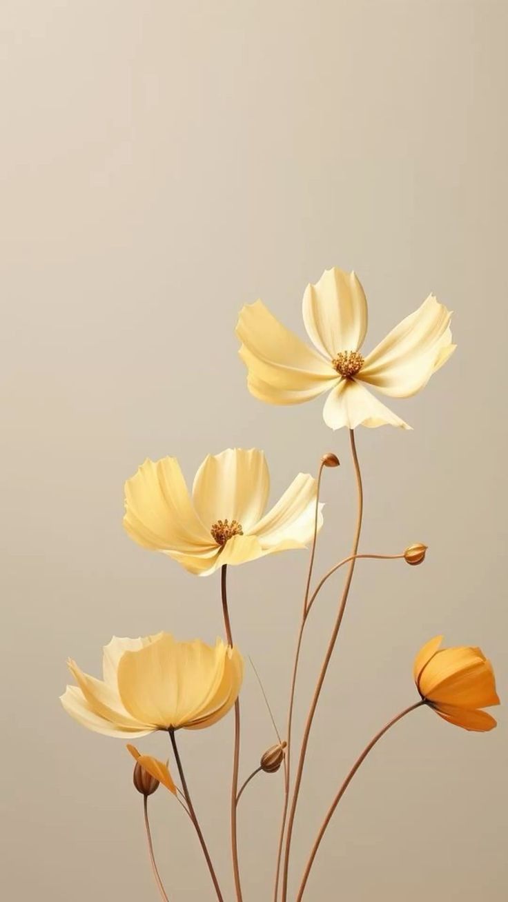 Wallpapers