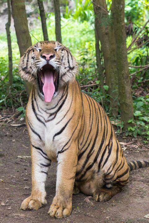 Yawning Tiger in Forest