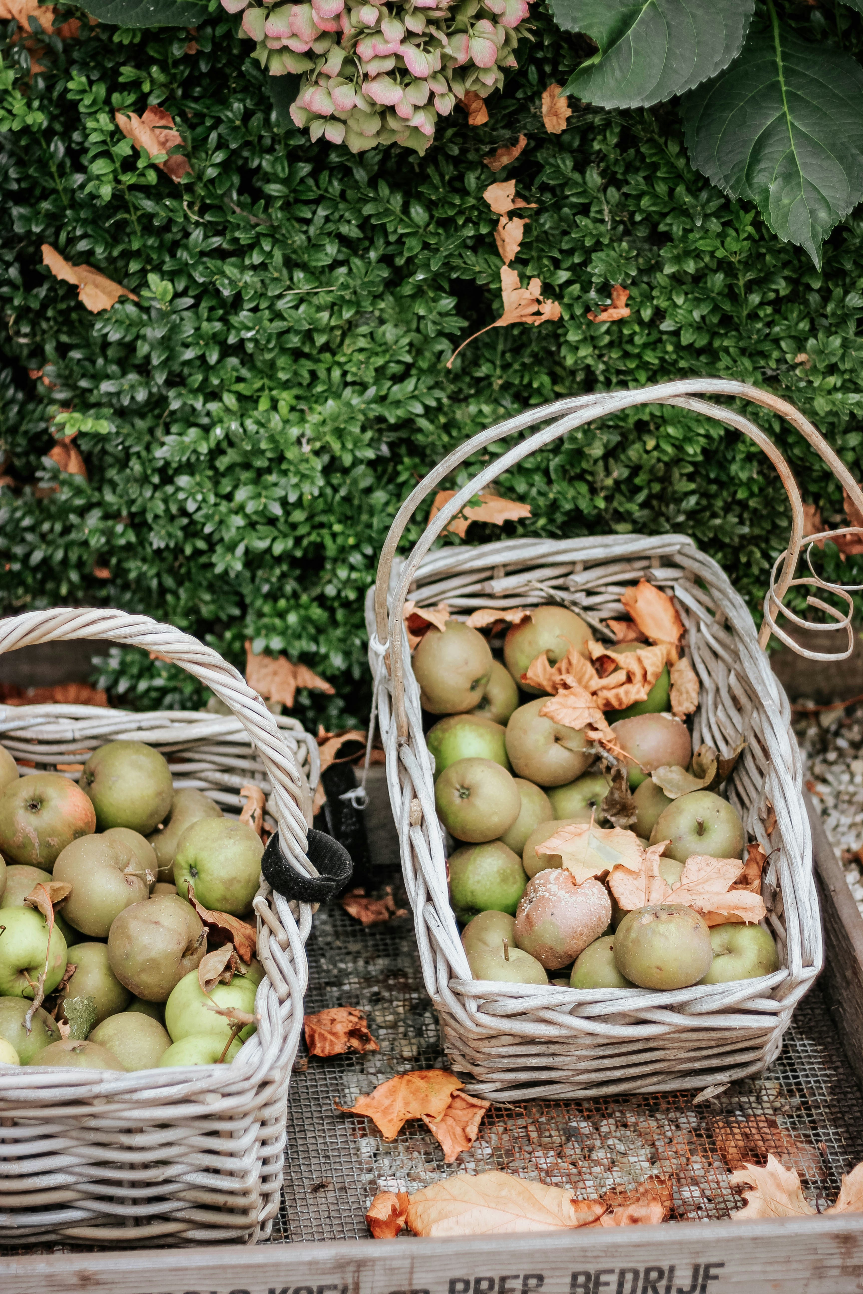 Harvested Apples in Wicker Baskets