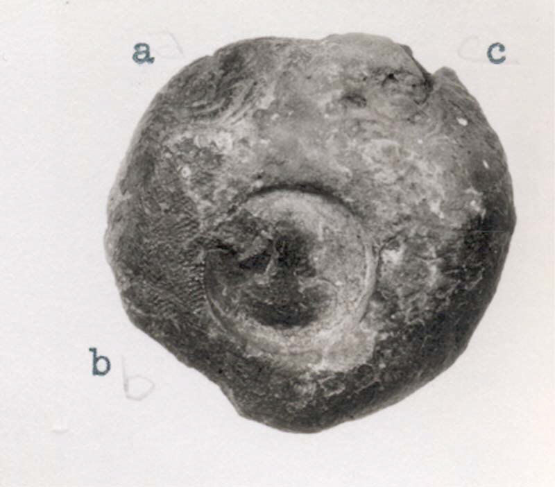 Fossilized Vertebra Bone Specimen