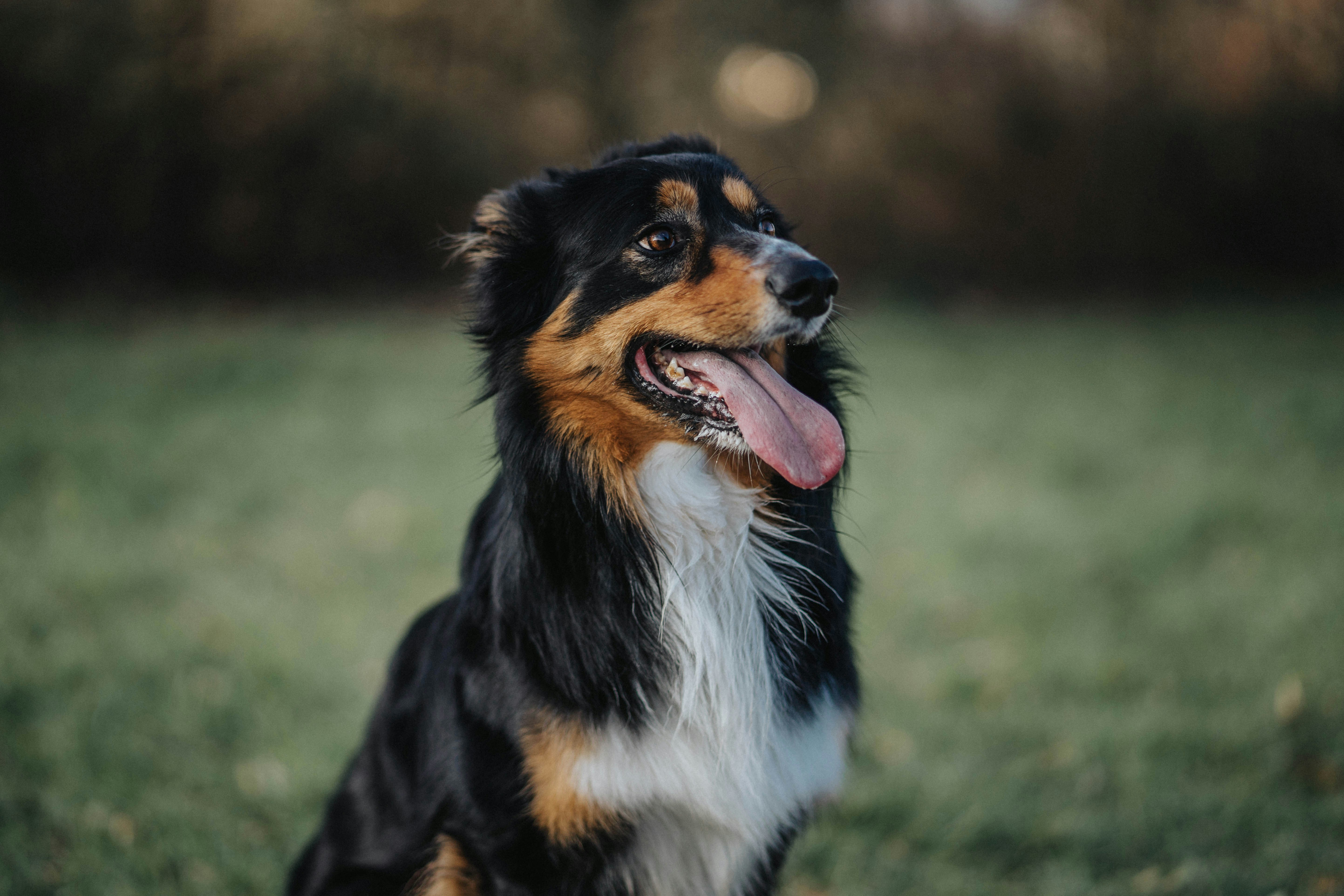Tricolor Australian Shepherd on Grass