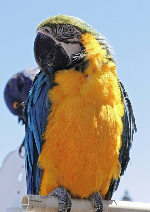 Blue-and-yellow Macaw Close-up