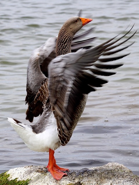 Greylag Goose Flapping Wings on Rock