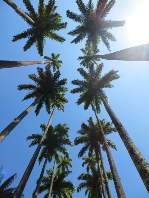Low Angle View of Palm Trees