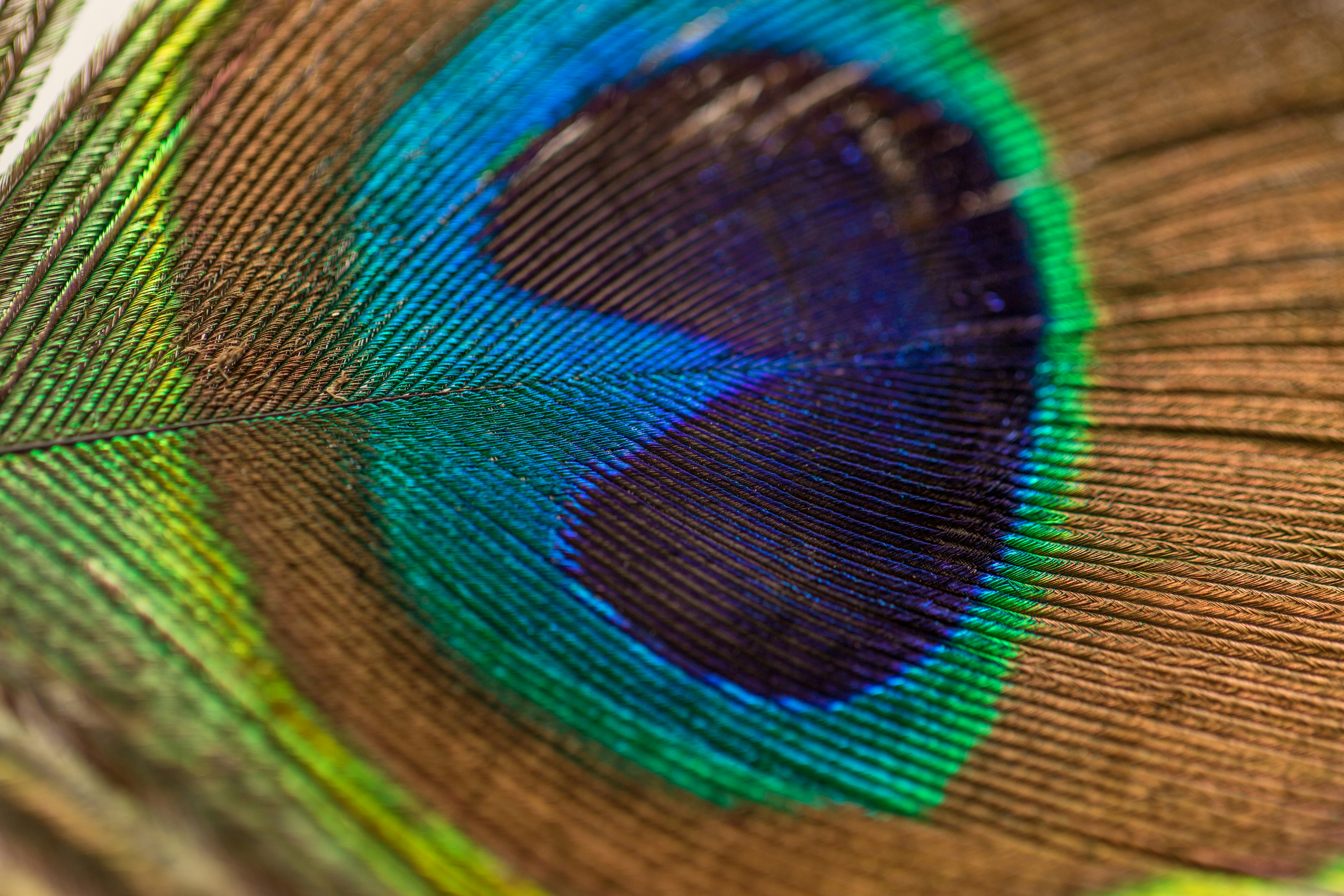 Close-up of Peacock Feather