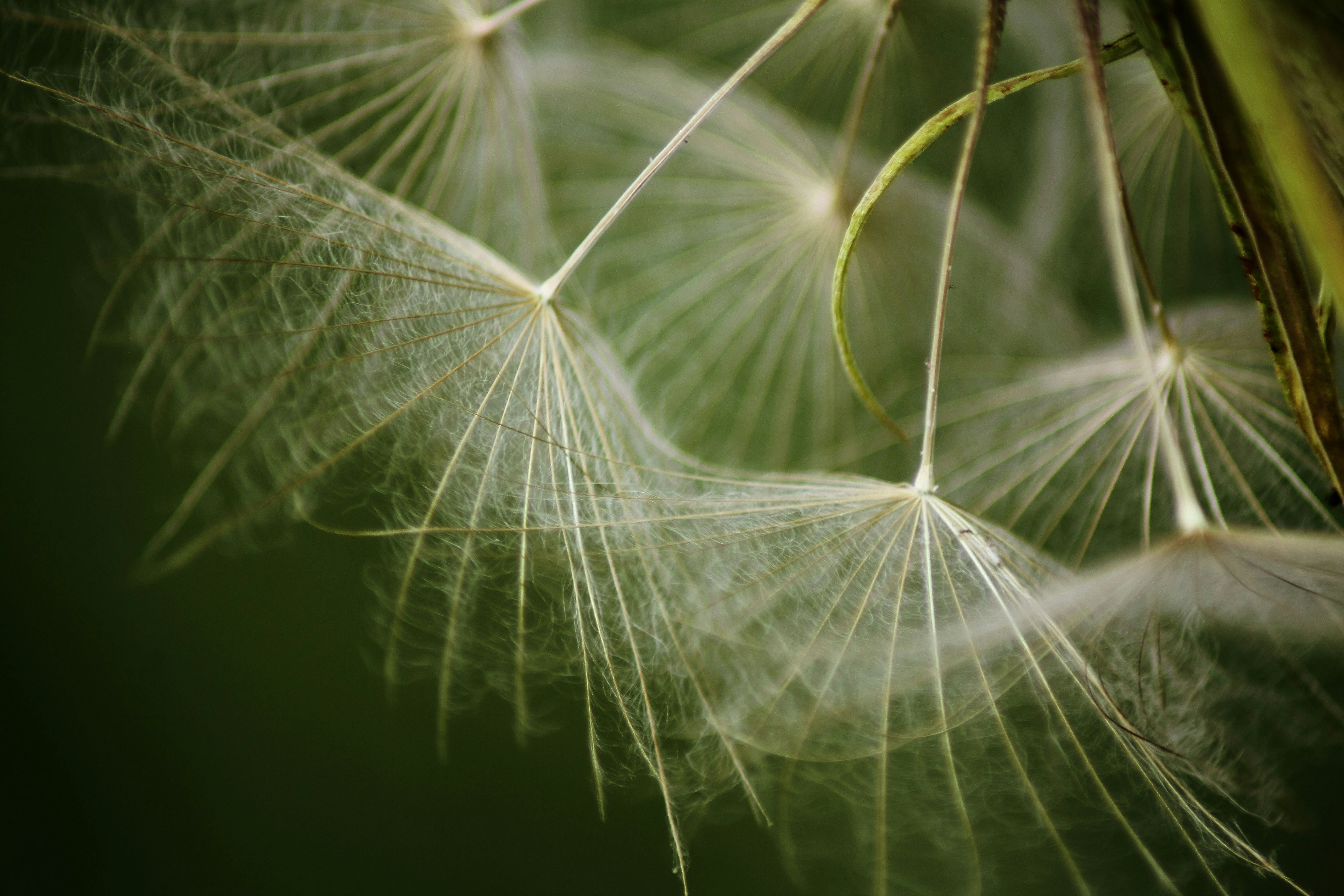 Close Up of Dandelion Seeds