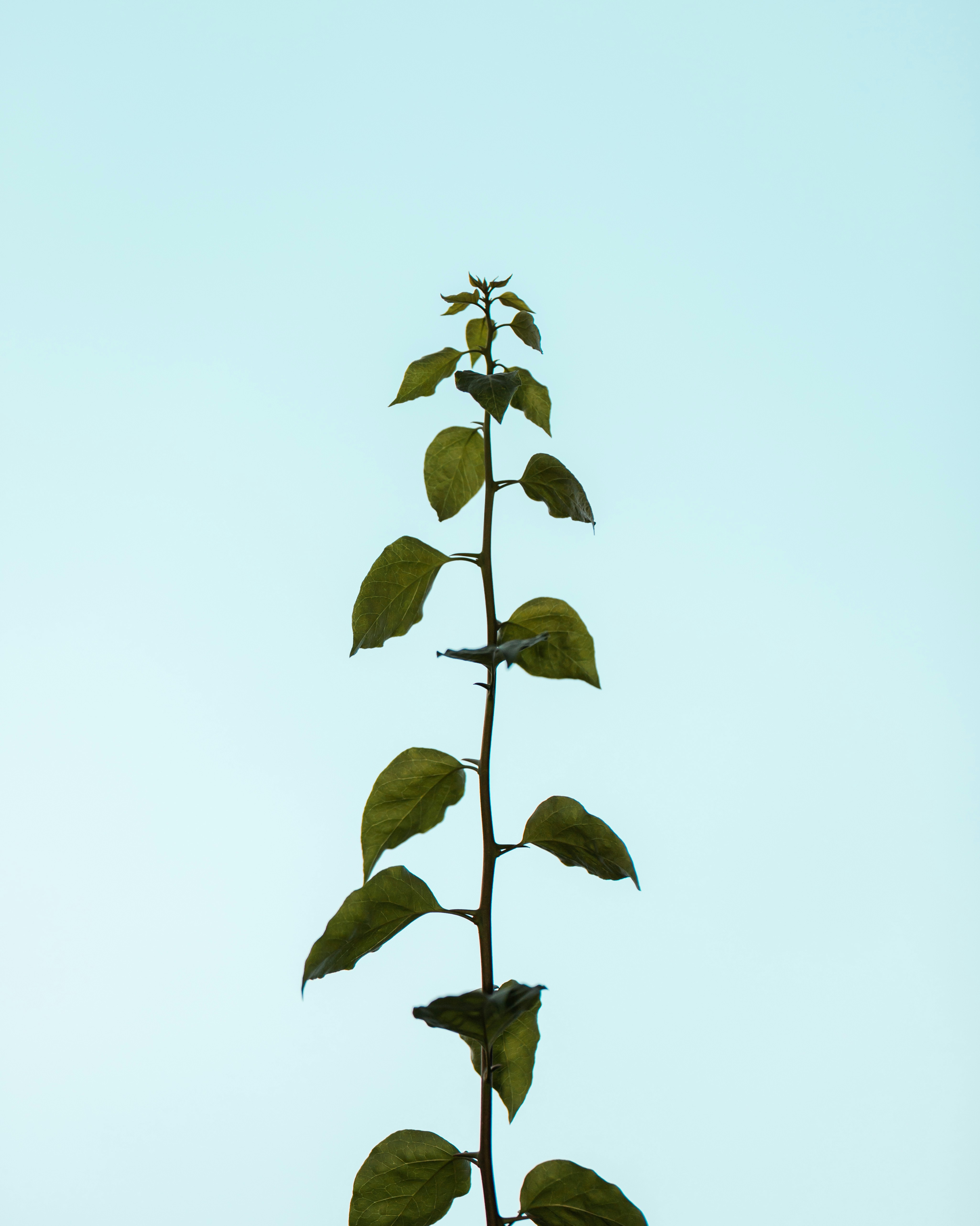 Upright Young Plant Against Clear Sky