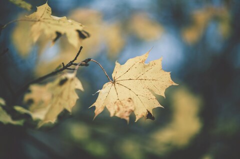 Autumn Yellow Maple Leaves on Branch