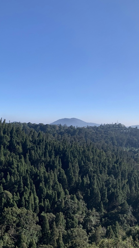 Dense Forest and Distant Mountain View