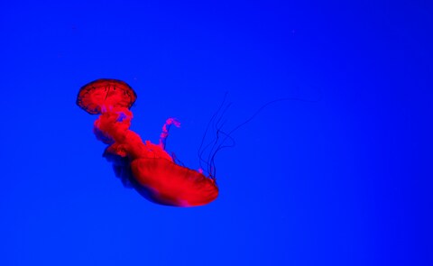 Two Red Jellyfish Underwater