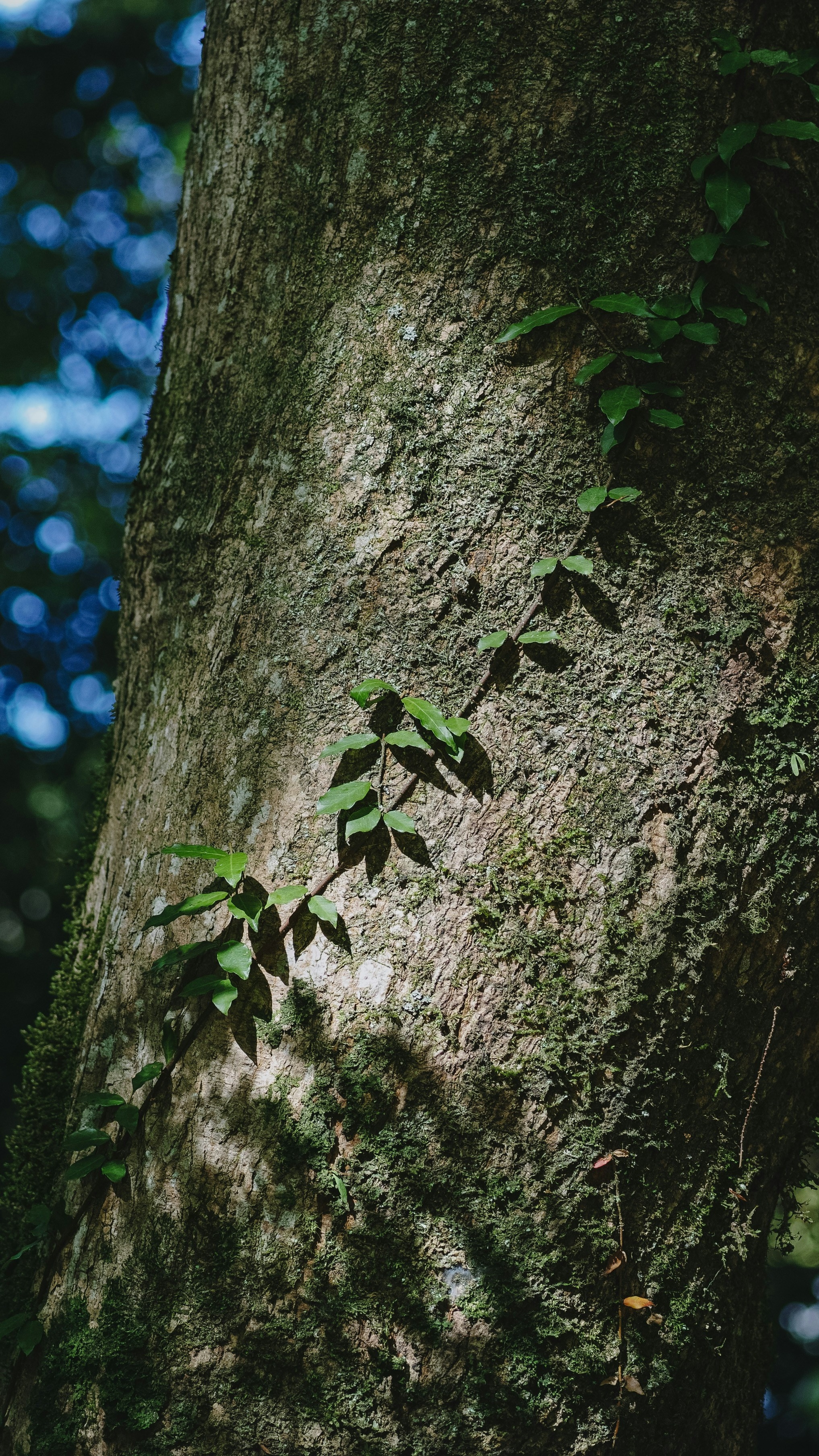 Climbing Vine on Tree Trunk
