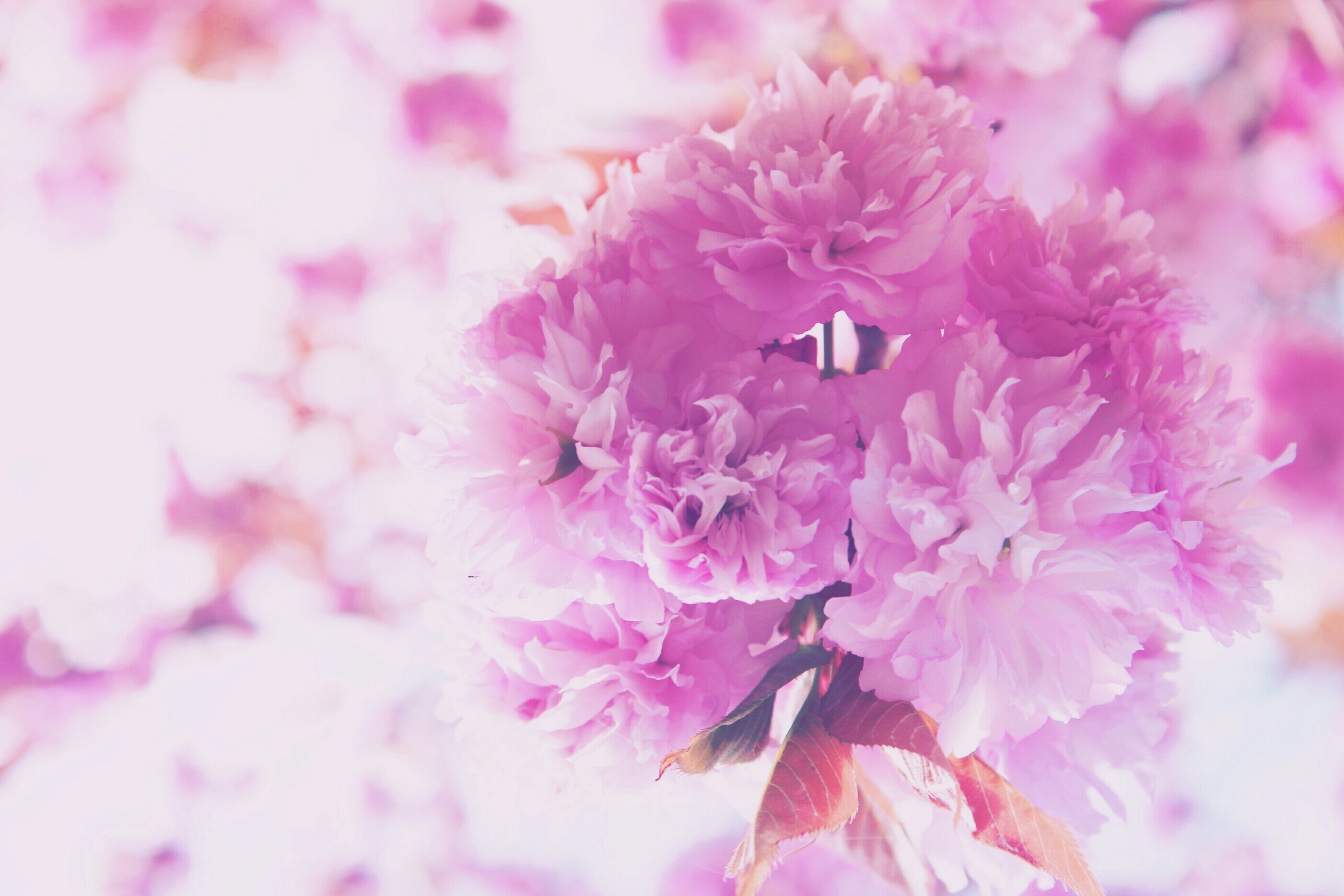 Pink Double Cherry Blossoms