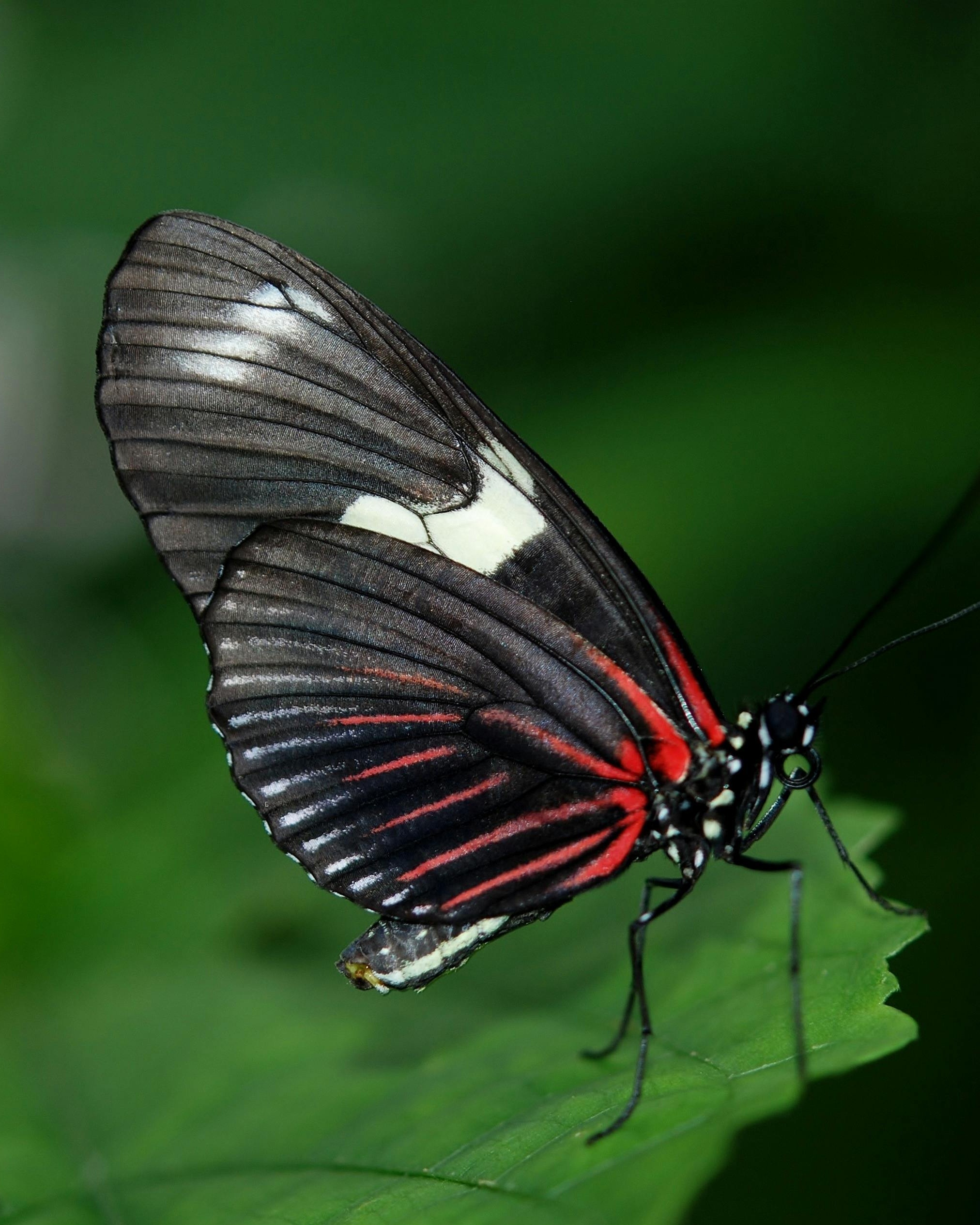 Butterfly Perched on Green Leaf