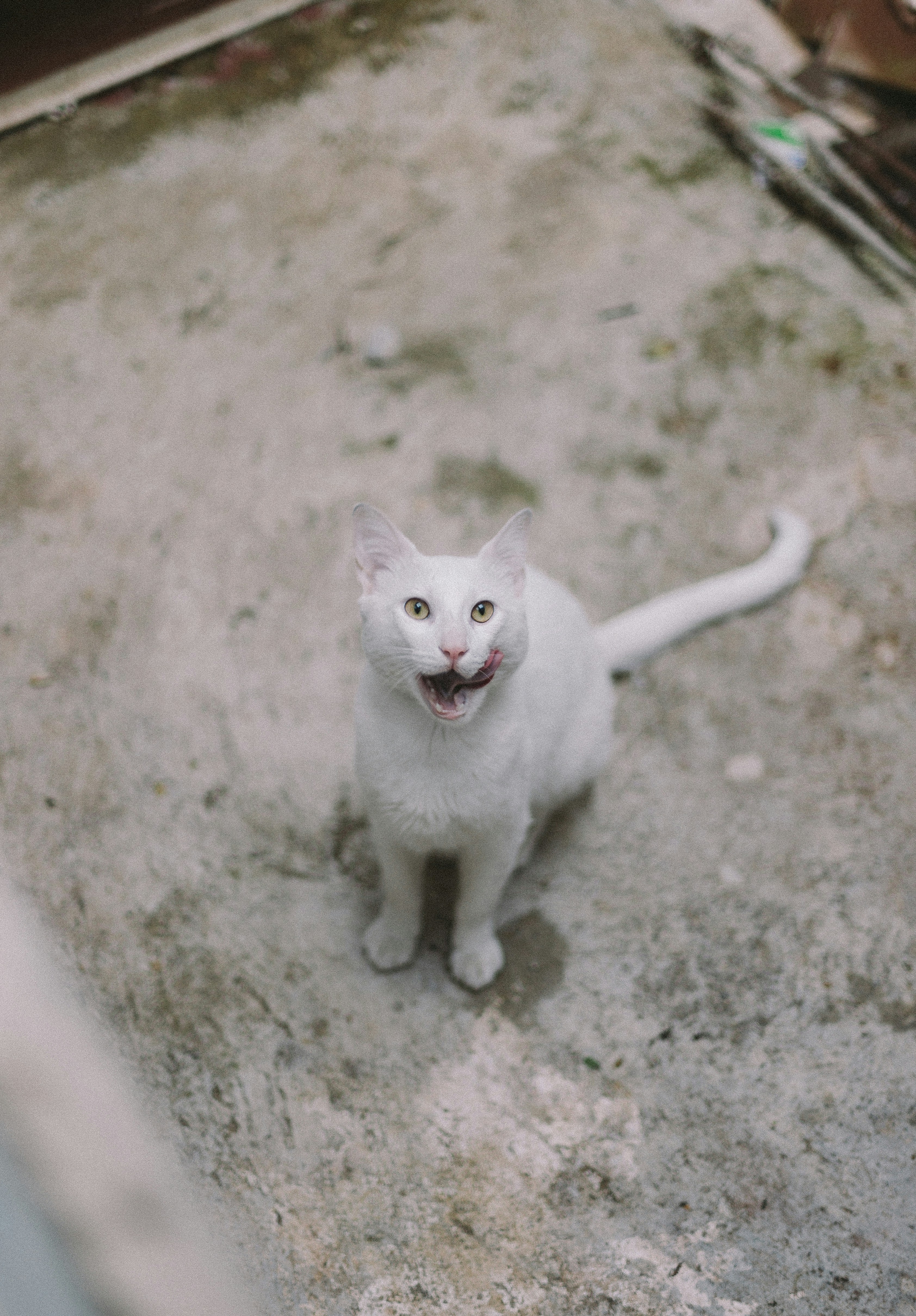 White Cat Licking Its Mouth