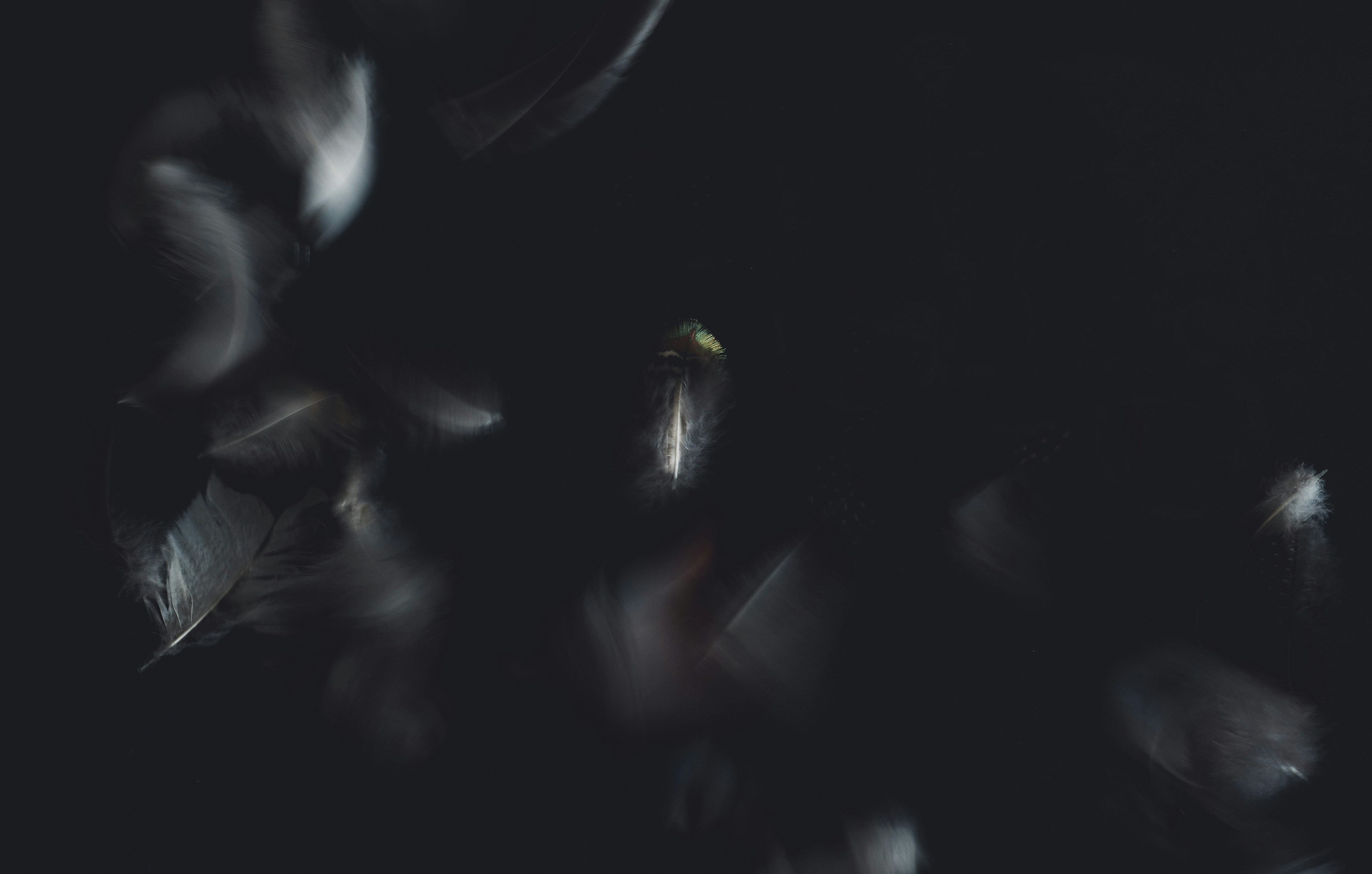 Floating Feathers on Black Background
