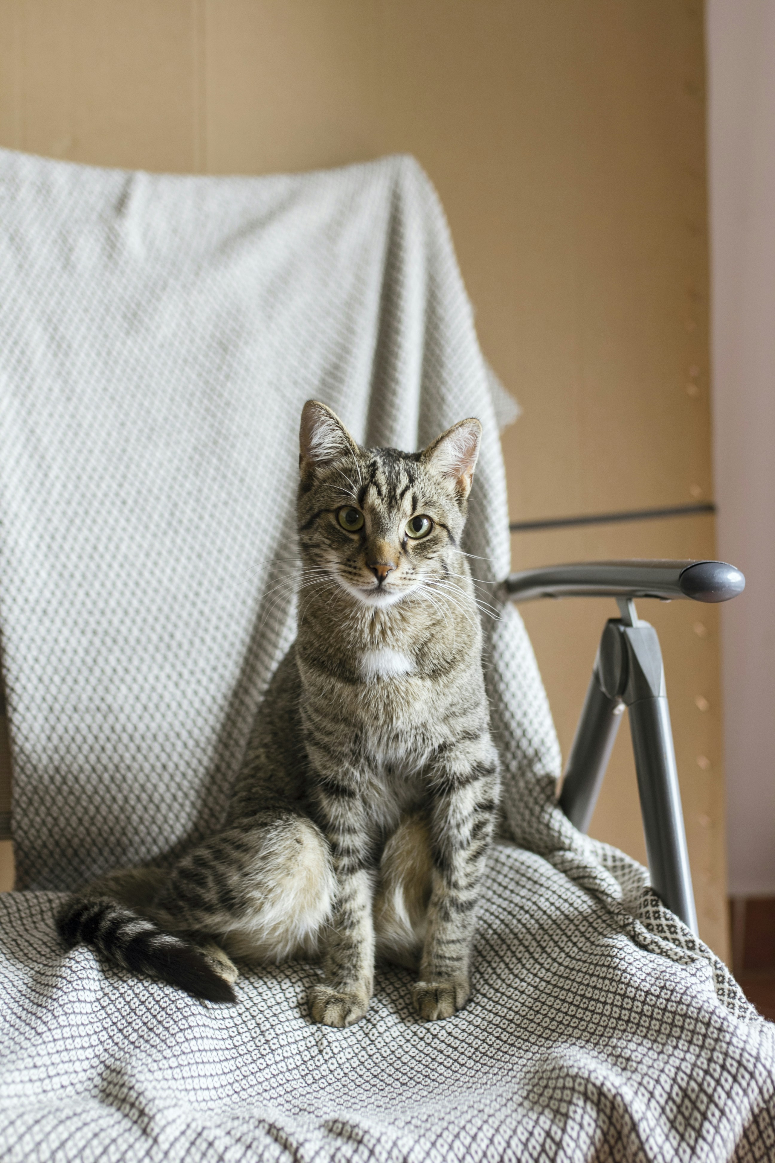 Tabby Cat Sitting on Armchair