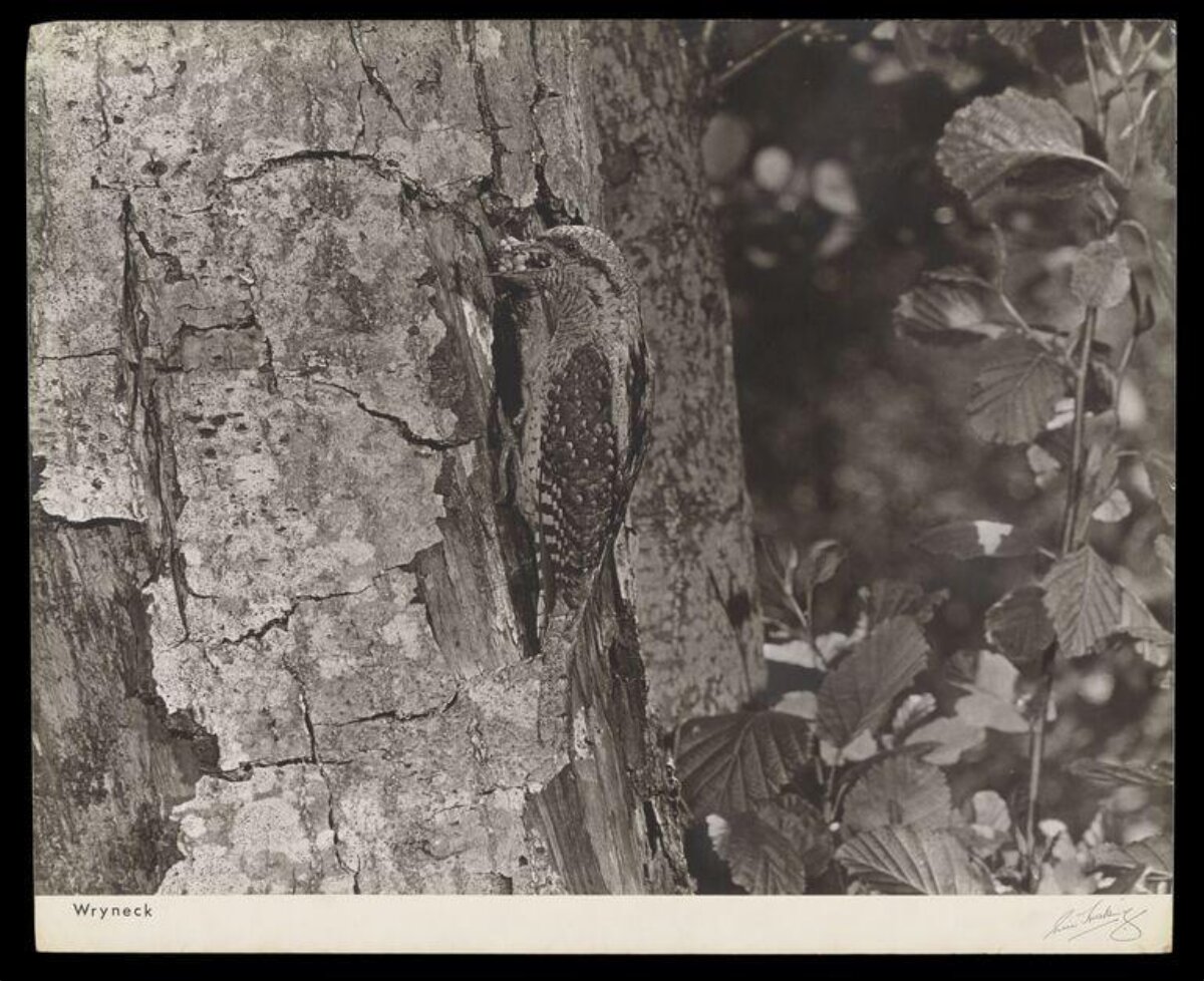 Wryneck Perched on Tree Trunk