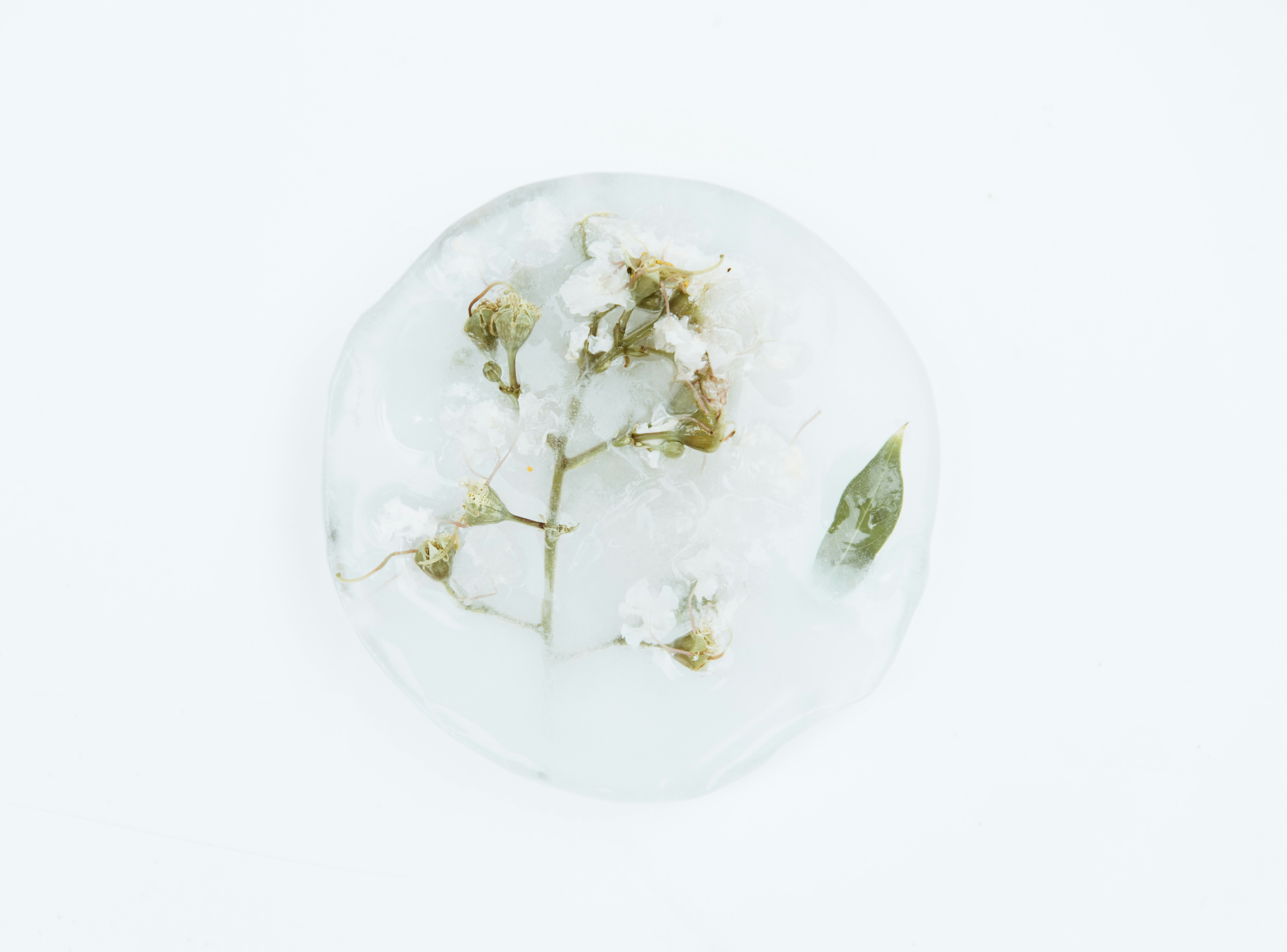 Dried Flower Preserved in Ice