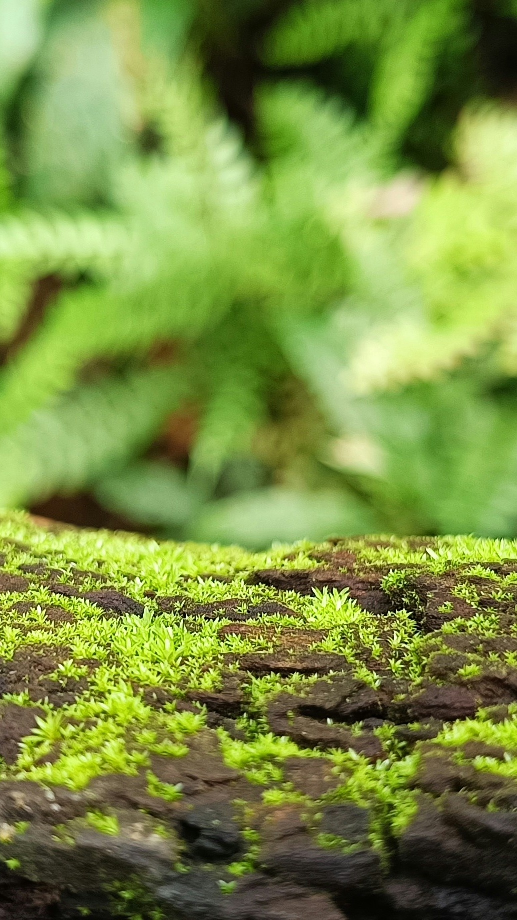 Moss Growing on Tree Bark