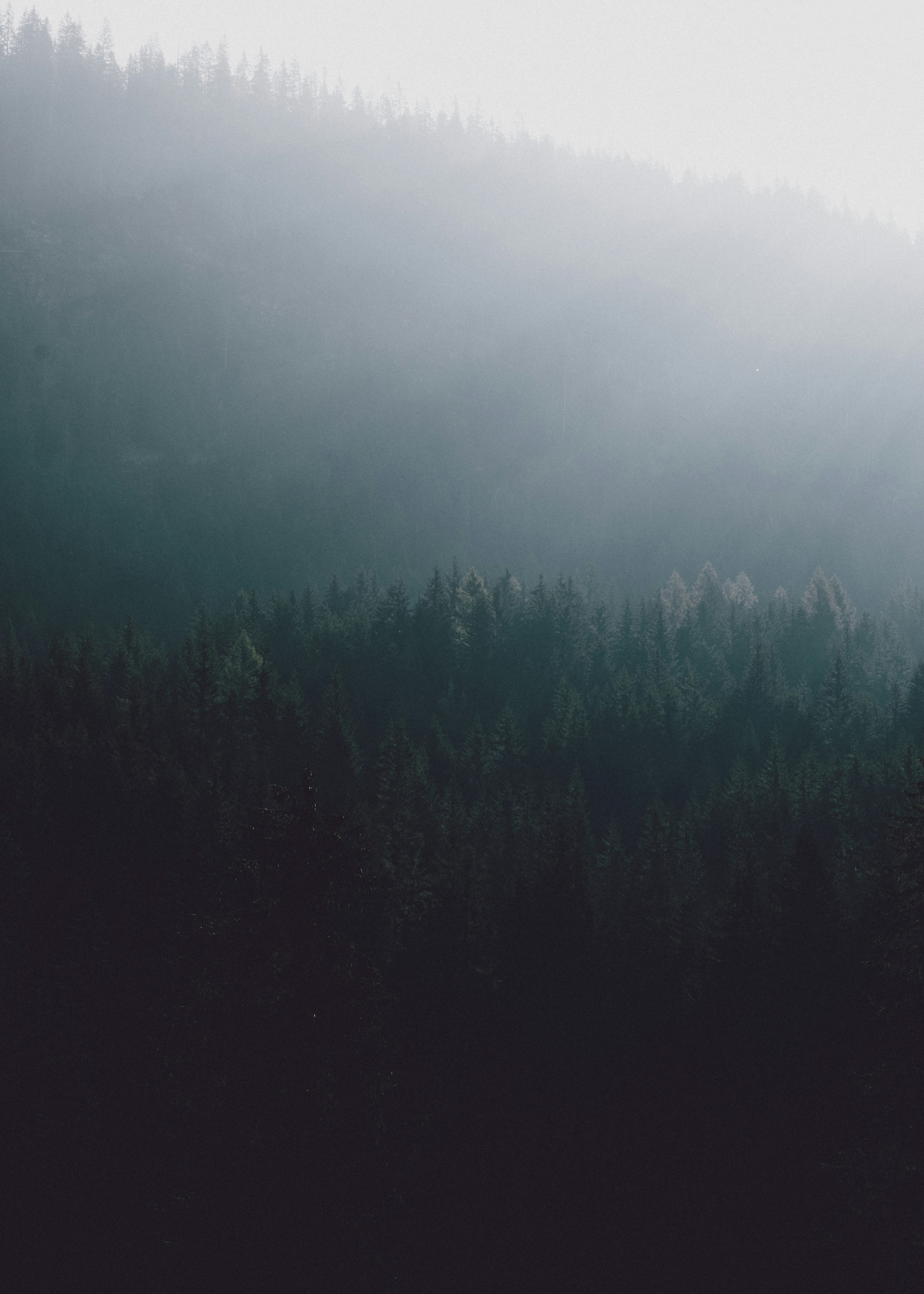 Misty Mountain Forest