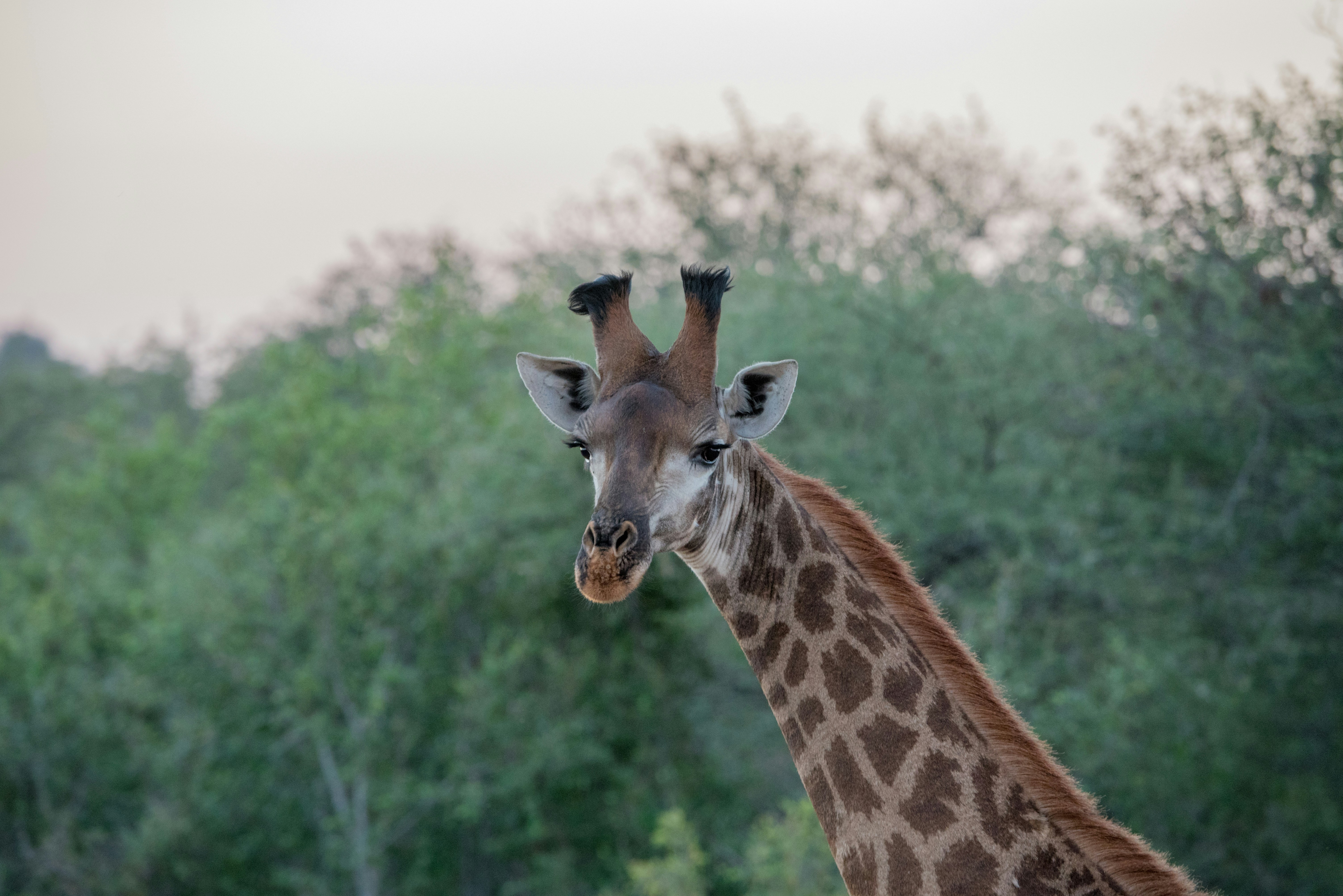 Close-up of a Wild Giraffe