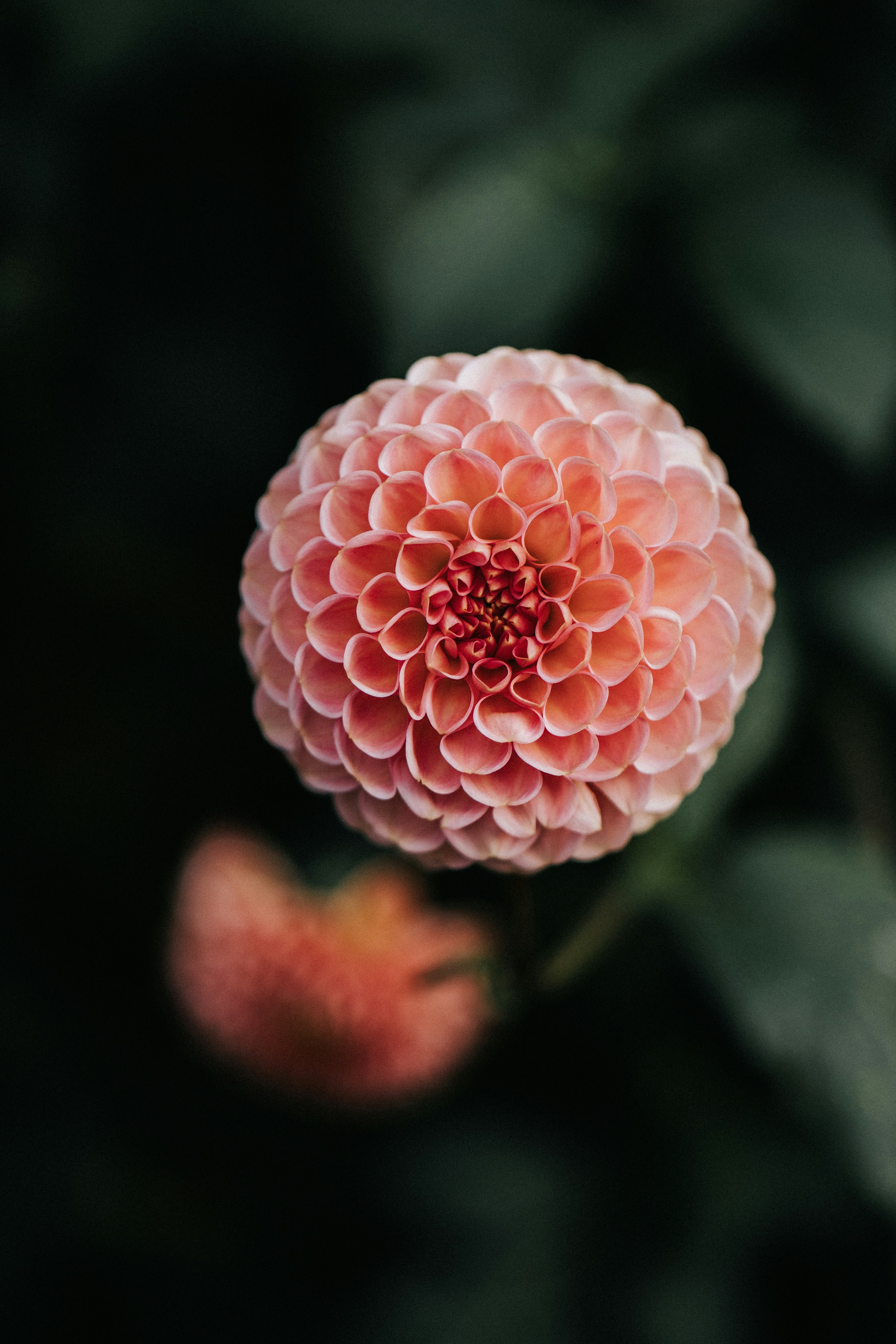 Close-up of Pink Ball Dahlia