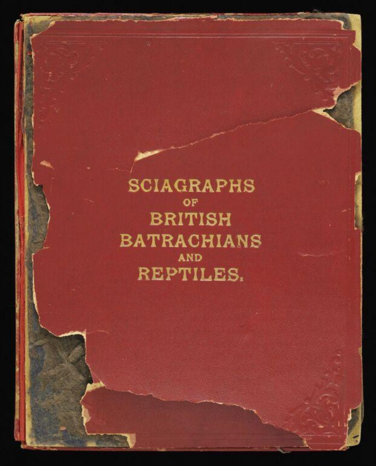 Worn Antique Natural History Book Cover