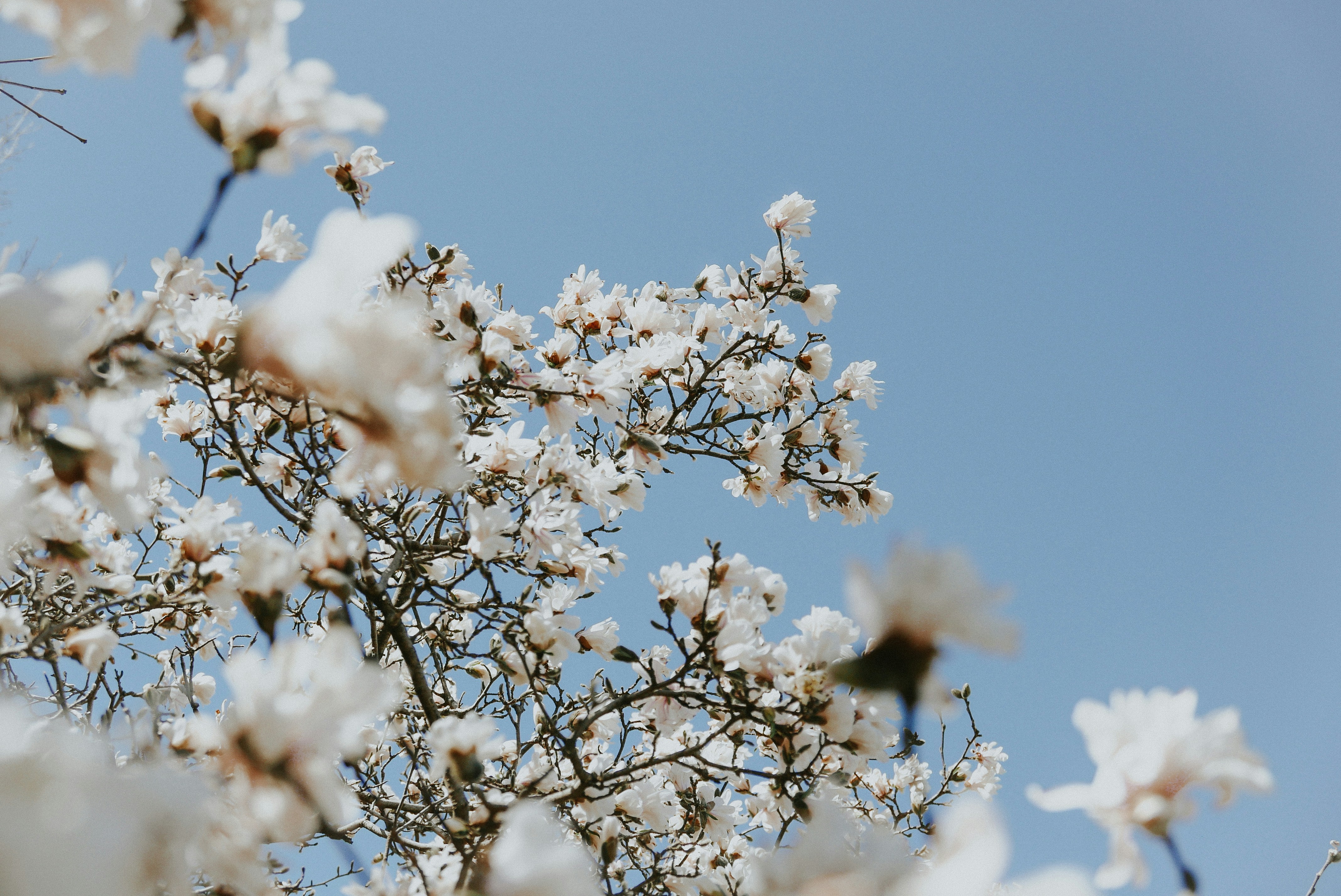 Blooming White Magnolia under Blue Sky