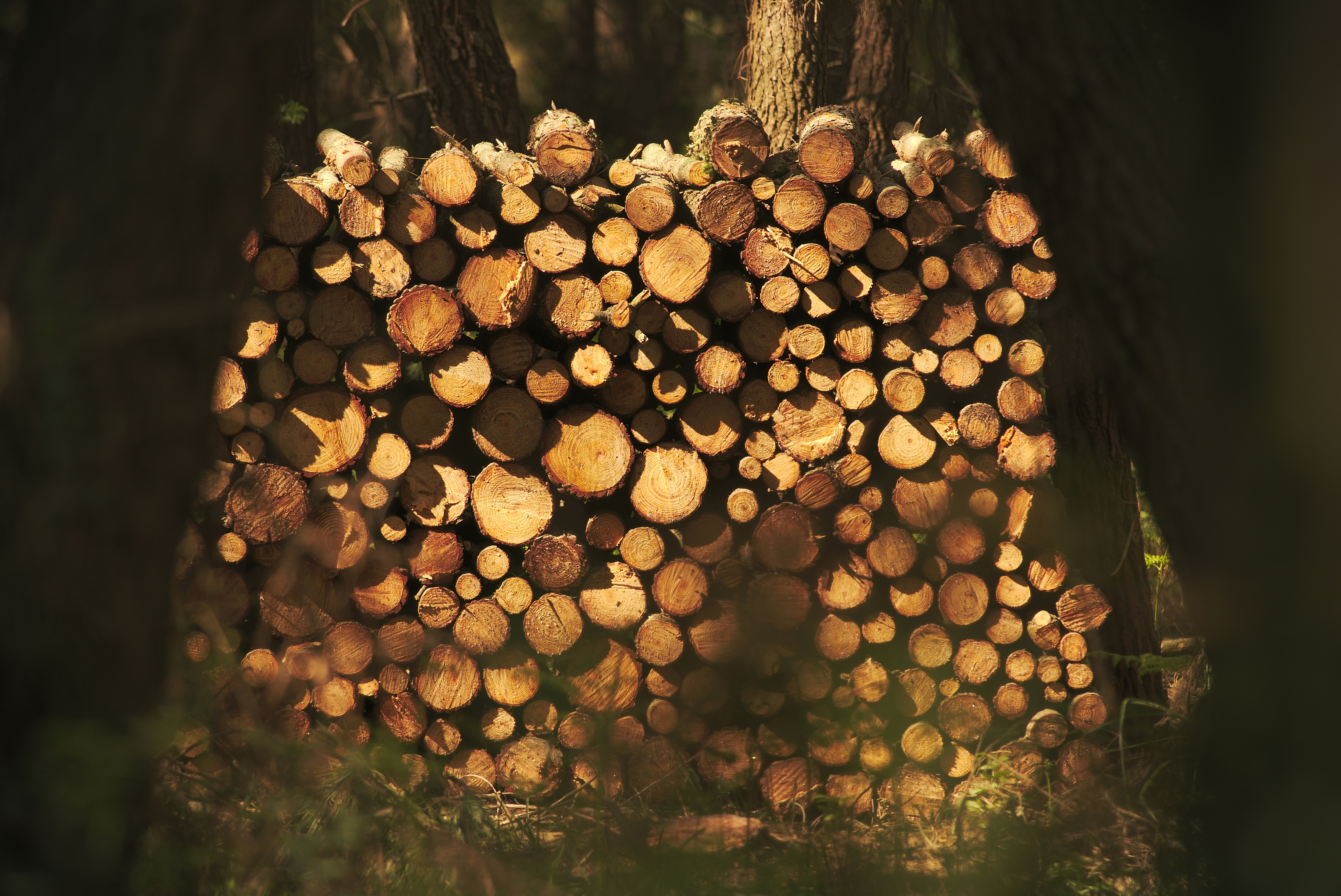 Stacked Cut Logs in Forest