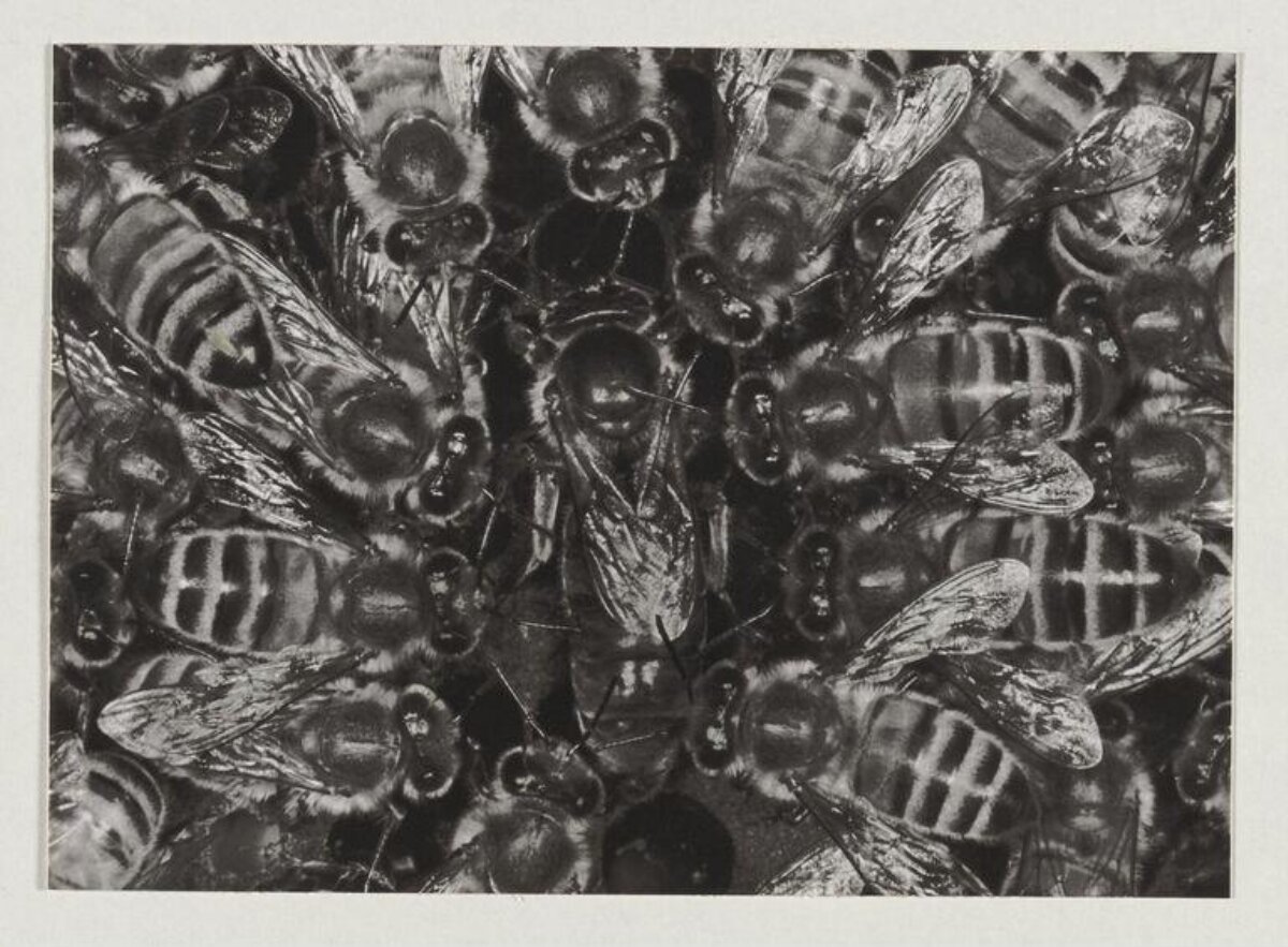 Close-up of a Cluster of Bees