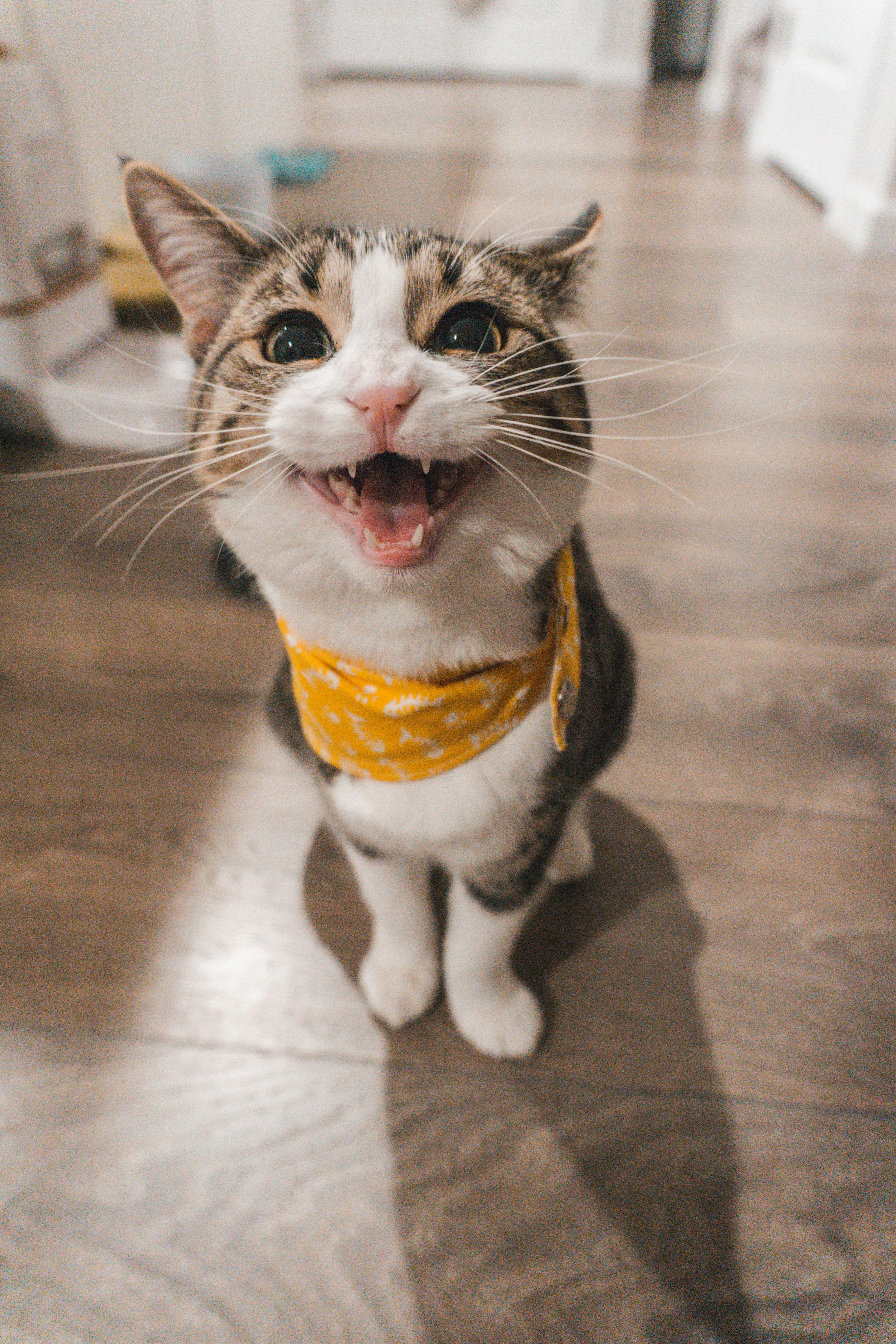 Smiling Tabby Cat With Yellow Bandana