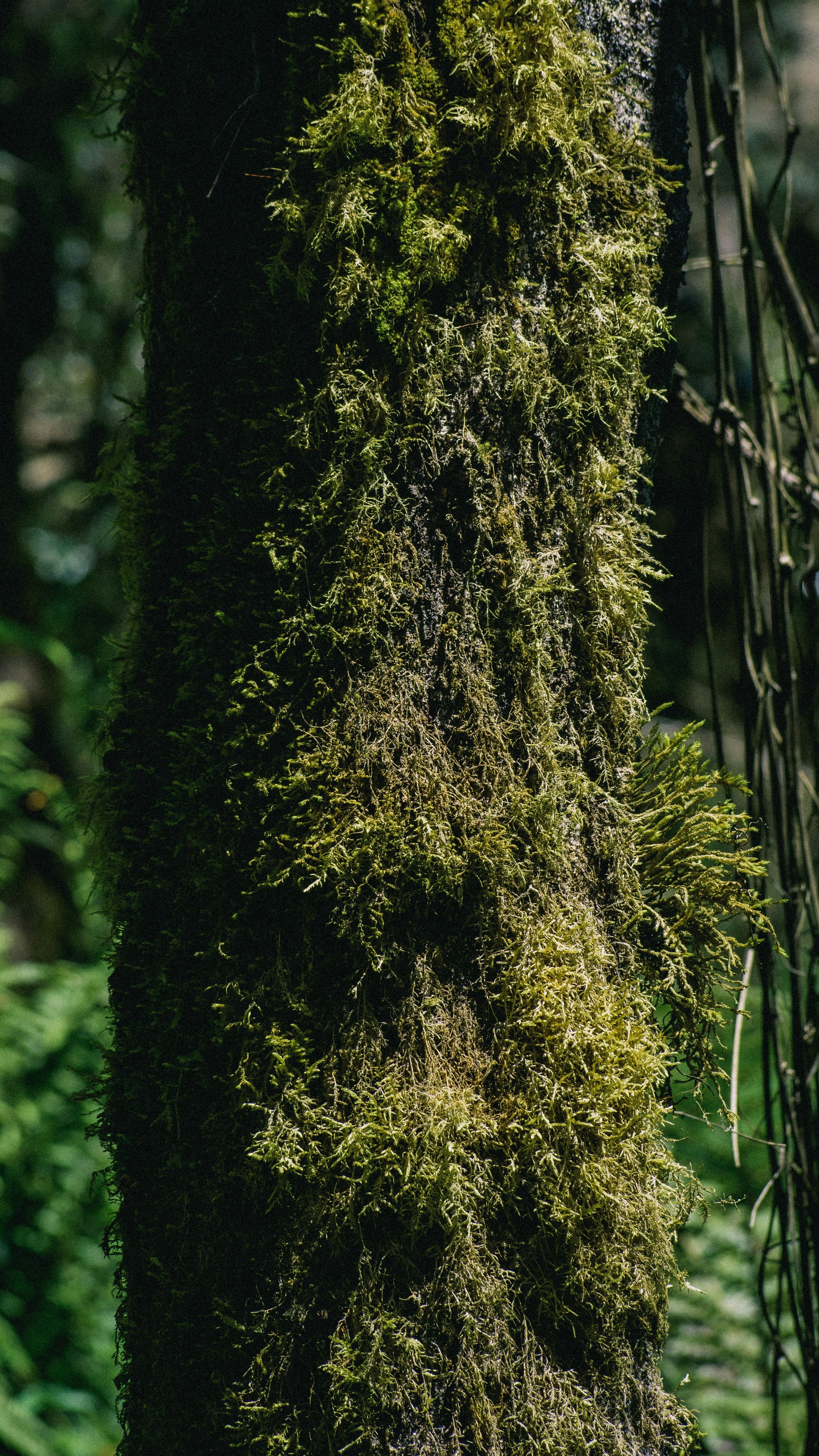 Moss Covered Tree Trunk