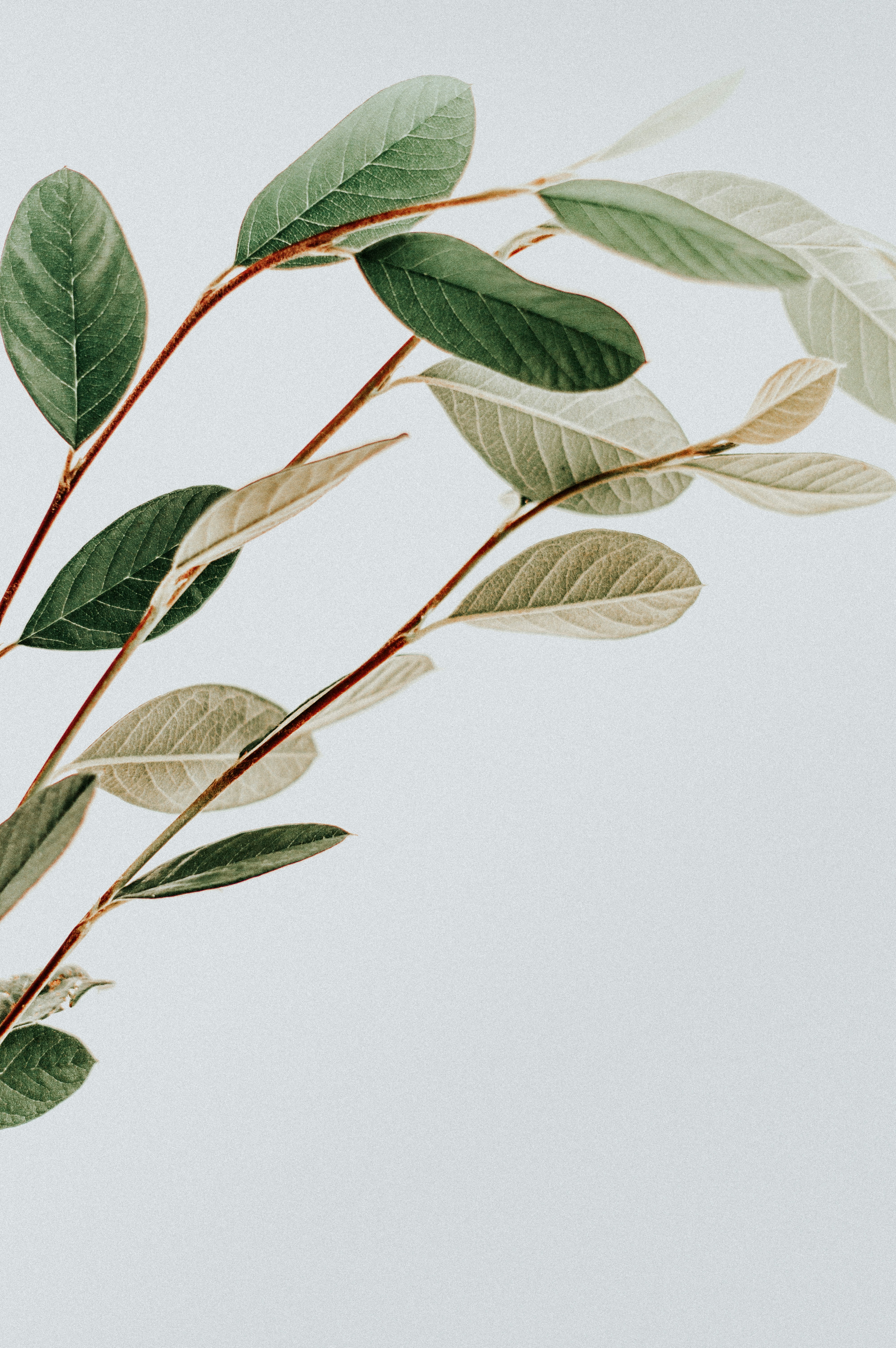 Green Leaf Branches Against Light Background