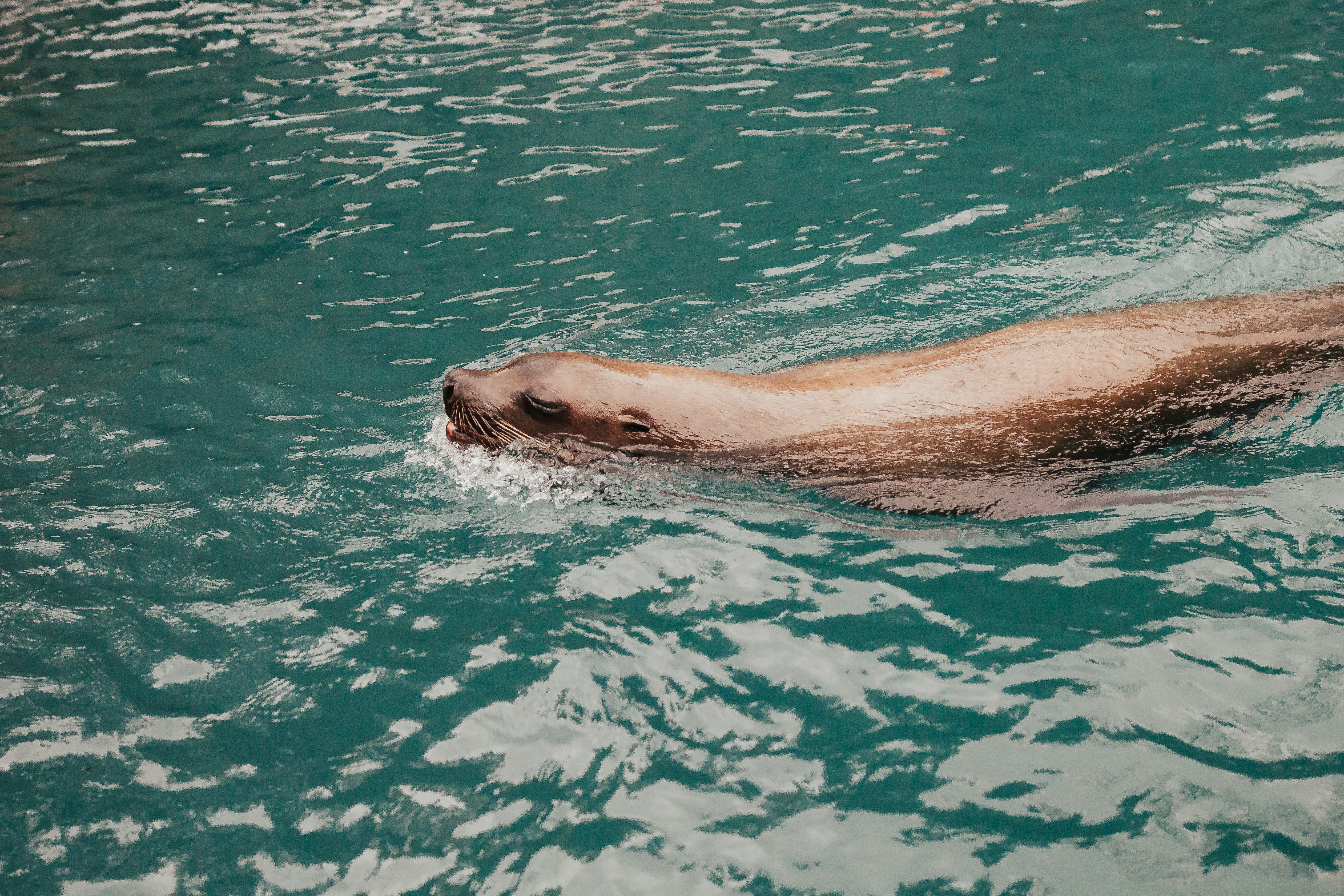Sea Lion Swimming in Turquoise Water