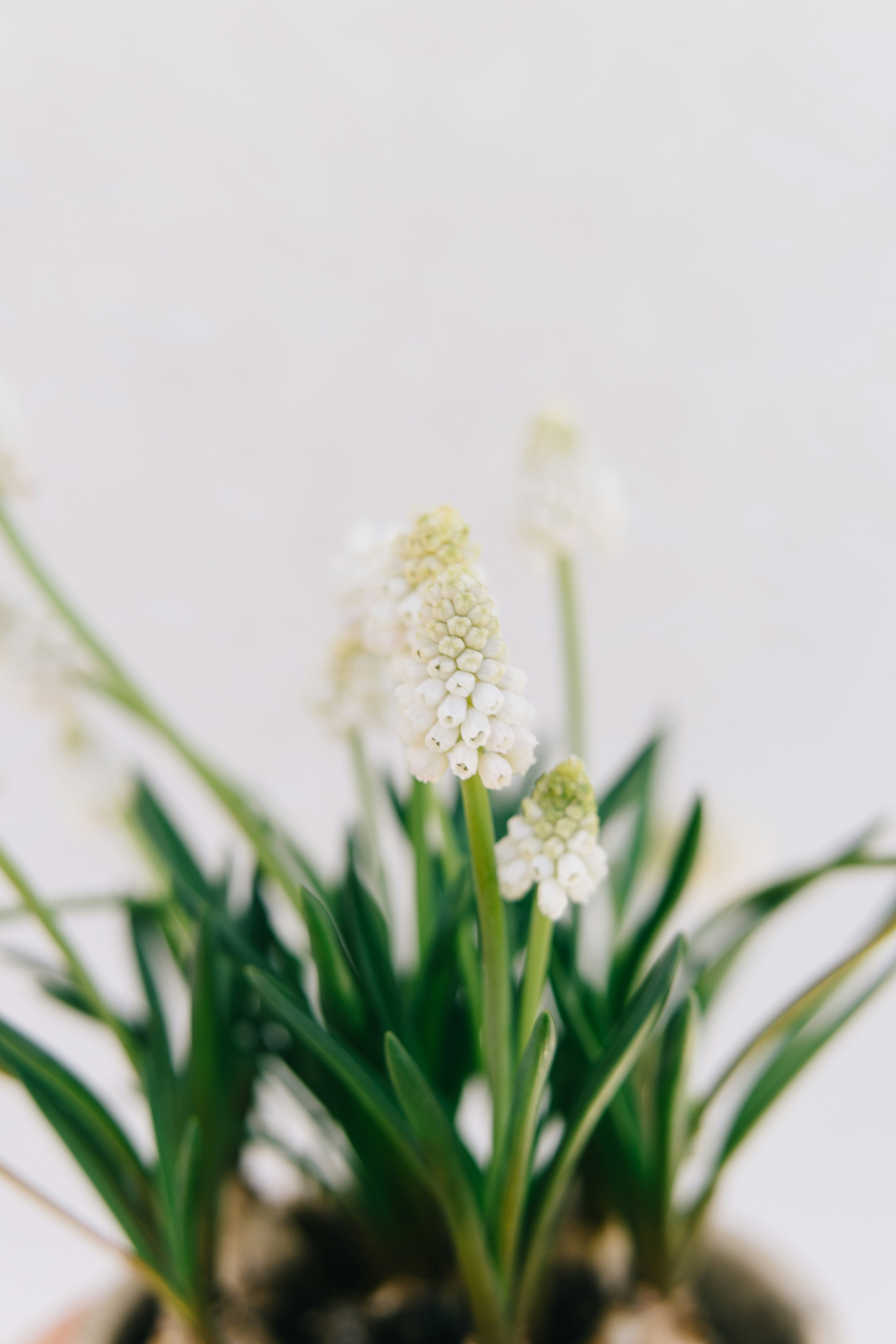 Potted White Grape Hyacinths