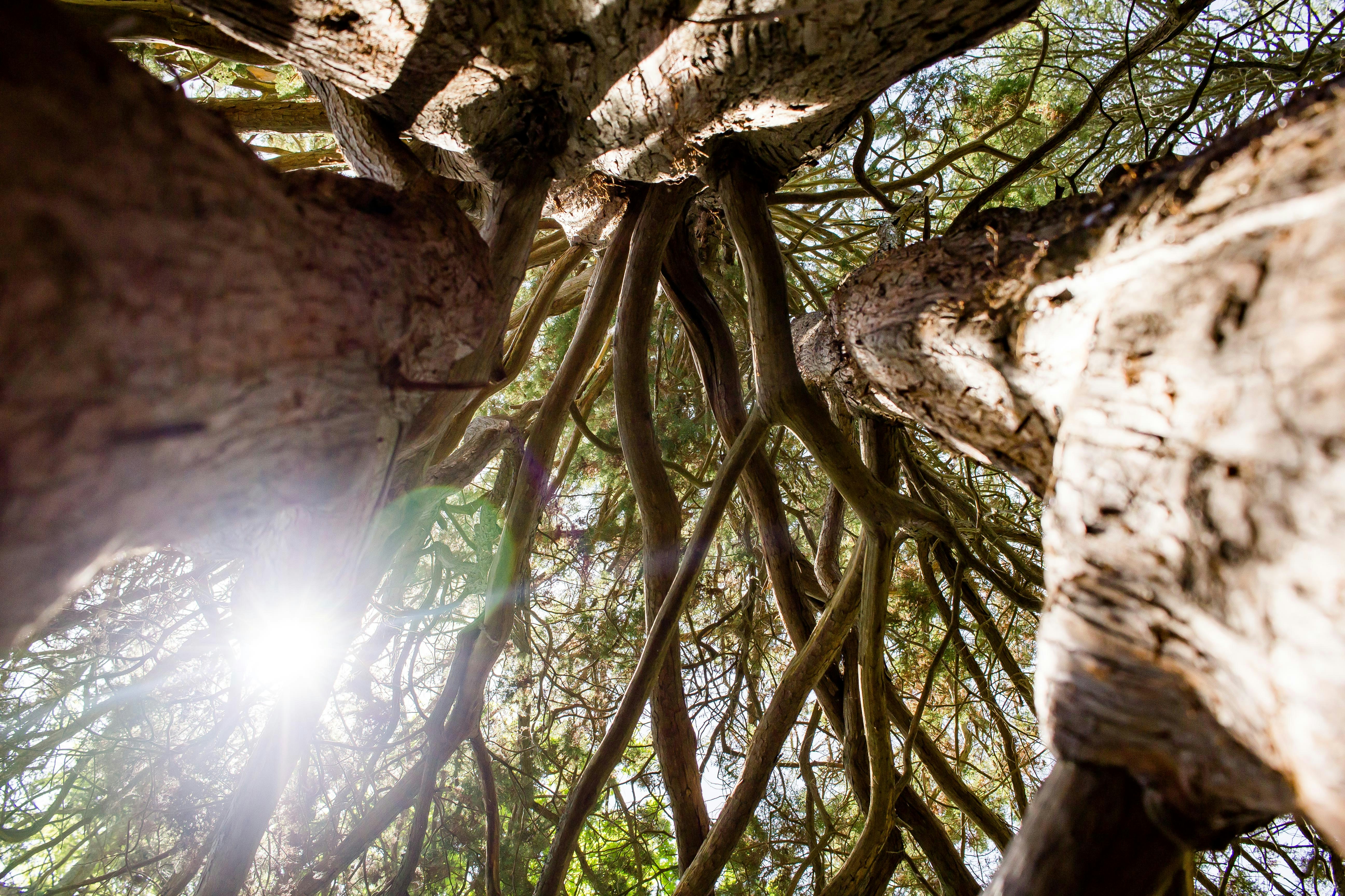Upward View of Intertwined Tree Trunks