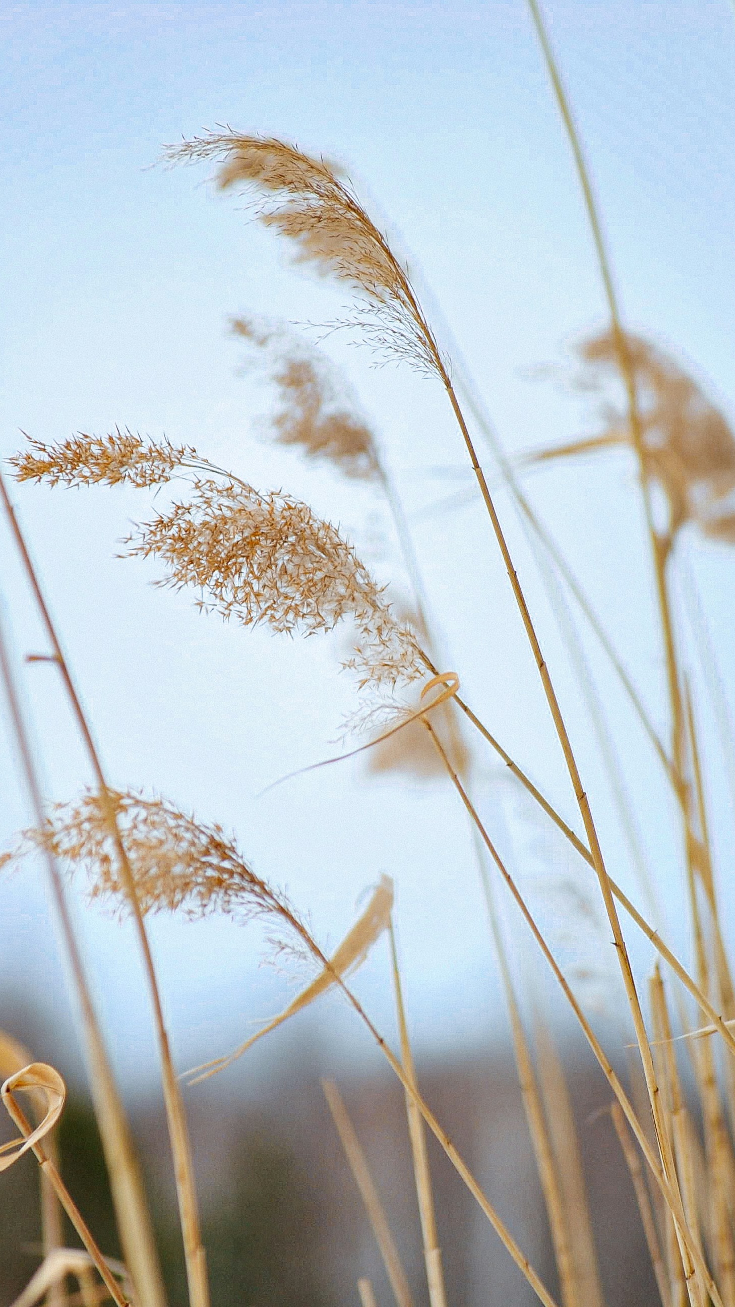 Dry Reeds Against Pale Blue Sky