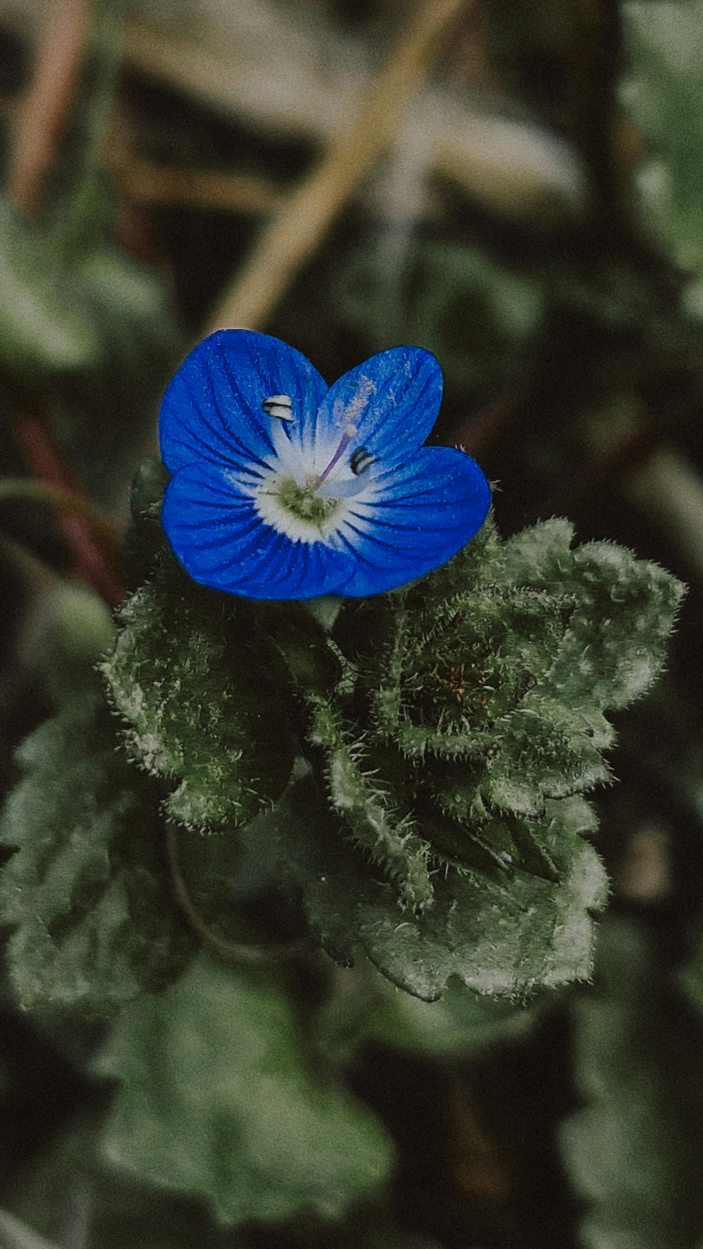 Single Blue Wildflower