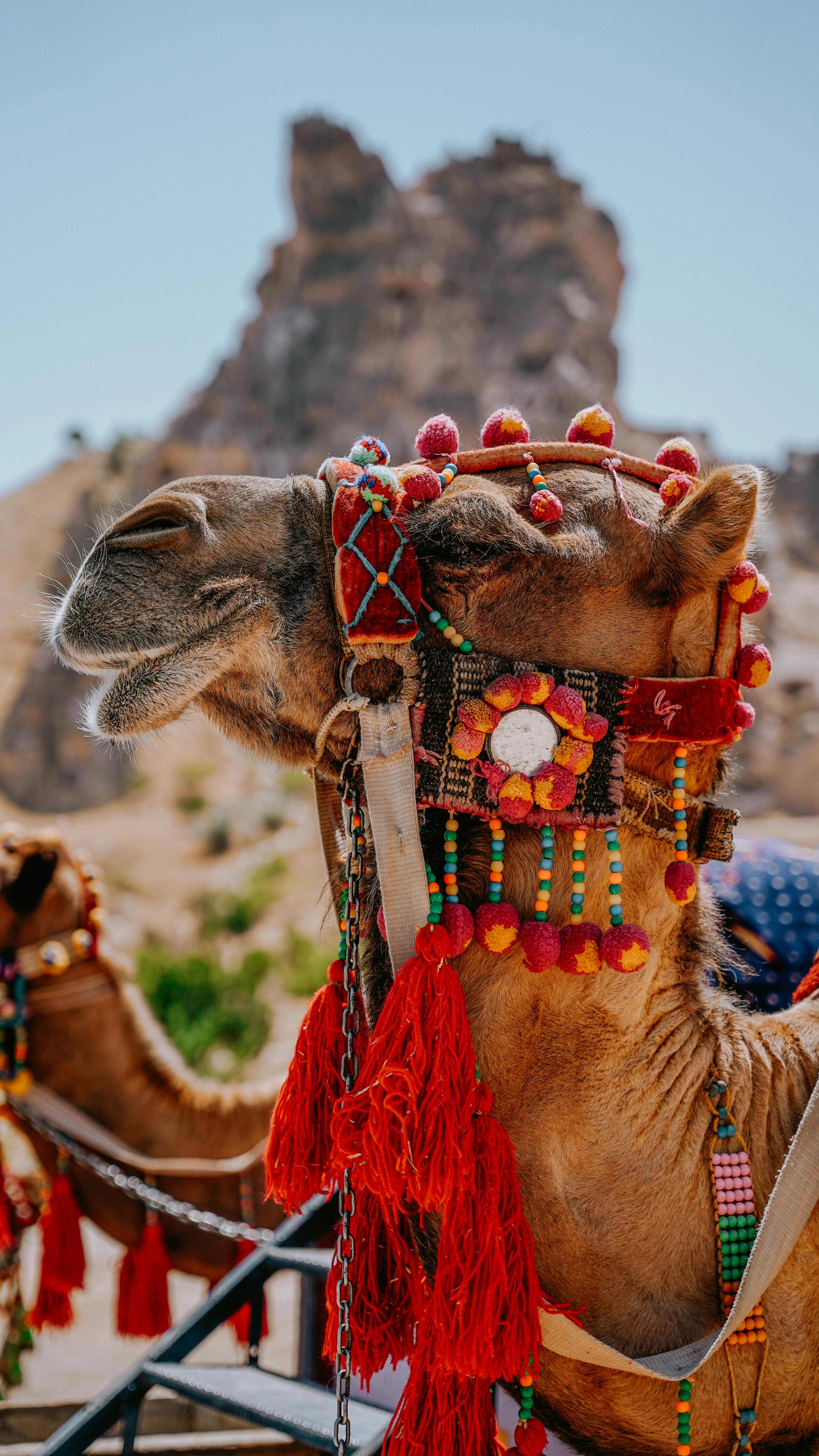 Decorated Camel in Rocky Desert